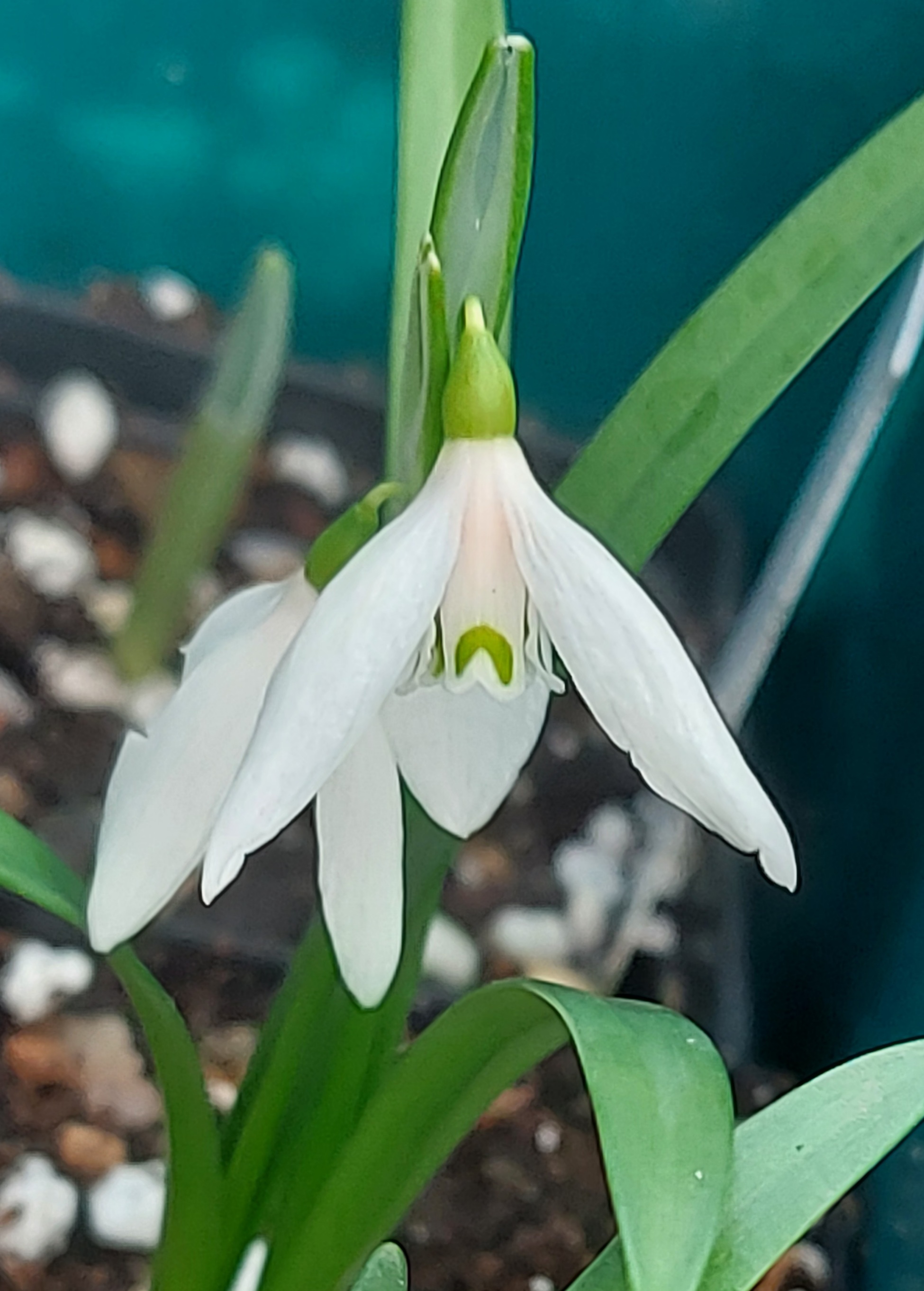 Galanthus kemulariae