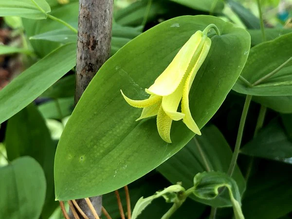 Uvularia perfoliata