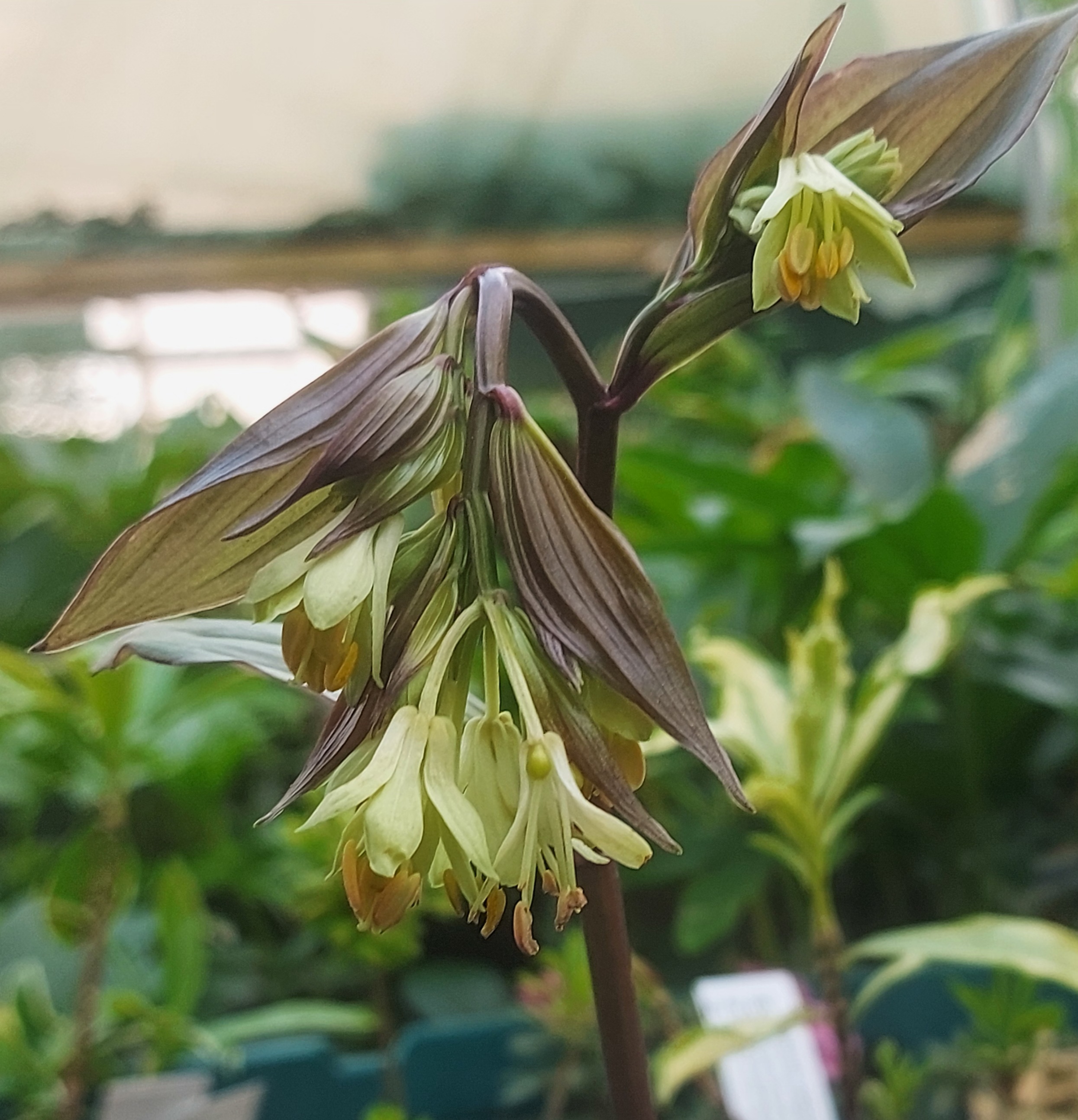 Disporum longistylum