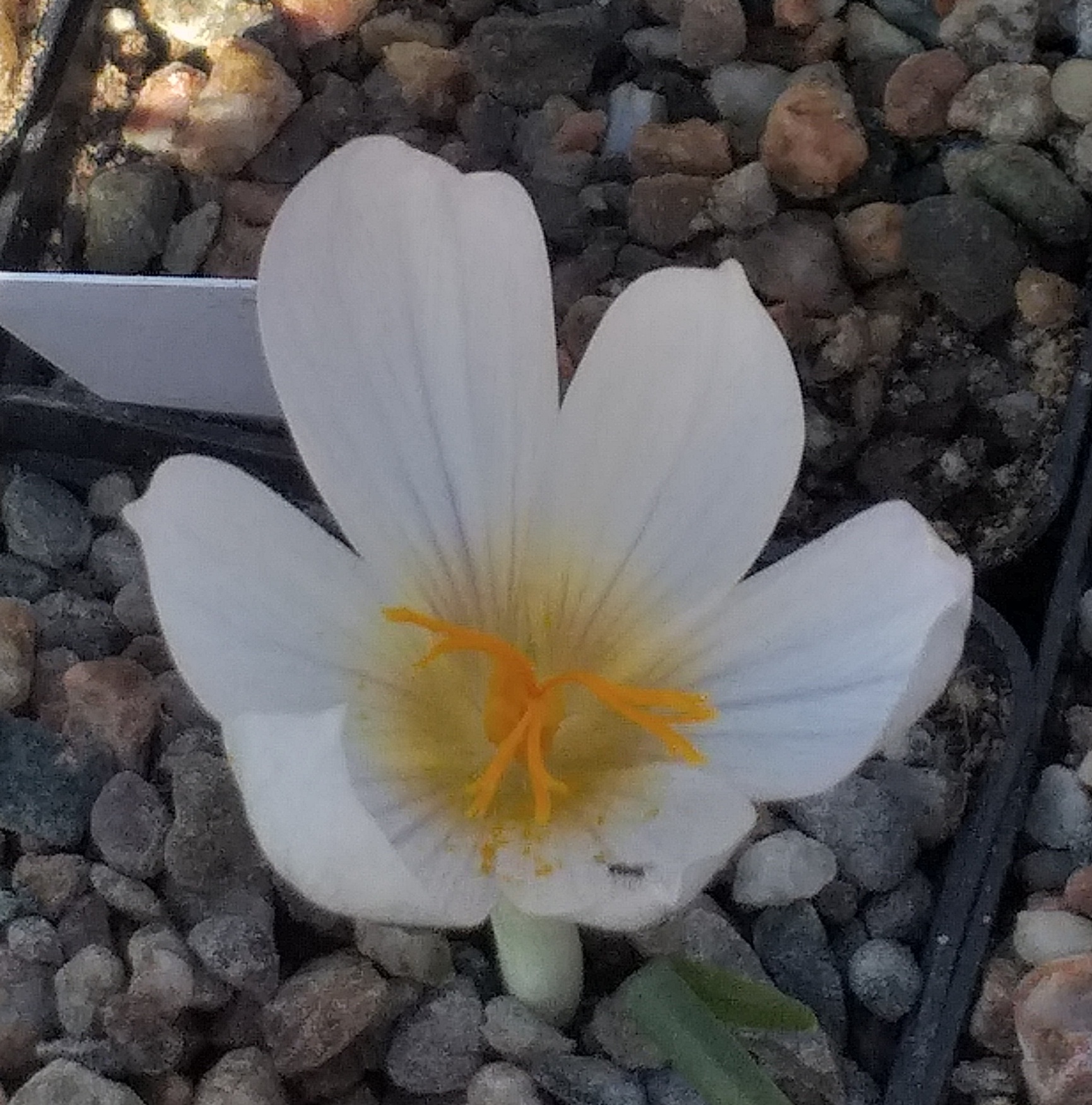 Crocus mazziaricus Rendina