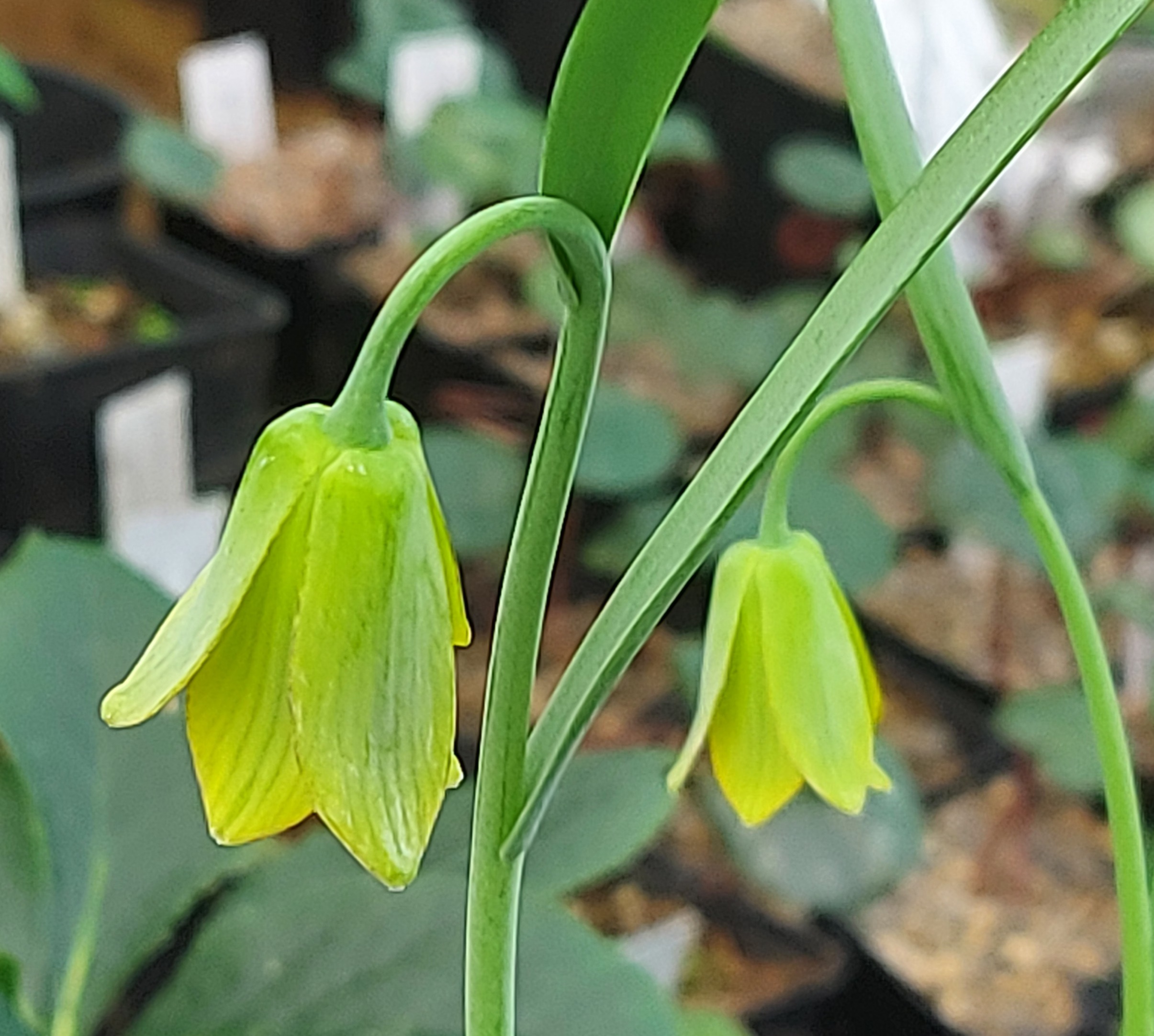 Fritillaria frankiorum