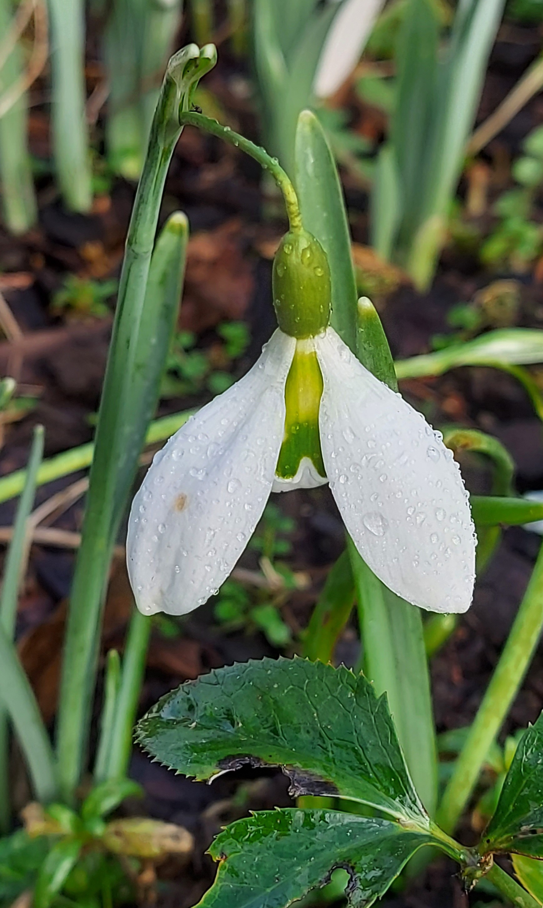 Galanthus John Grey
