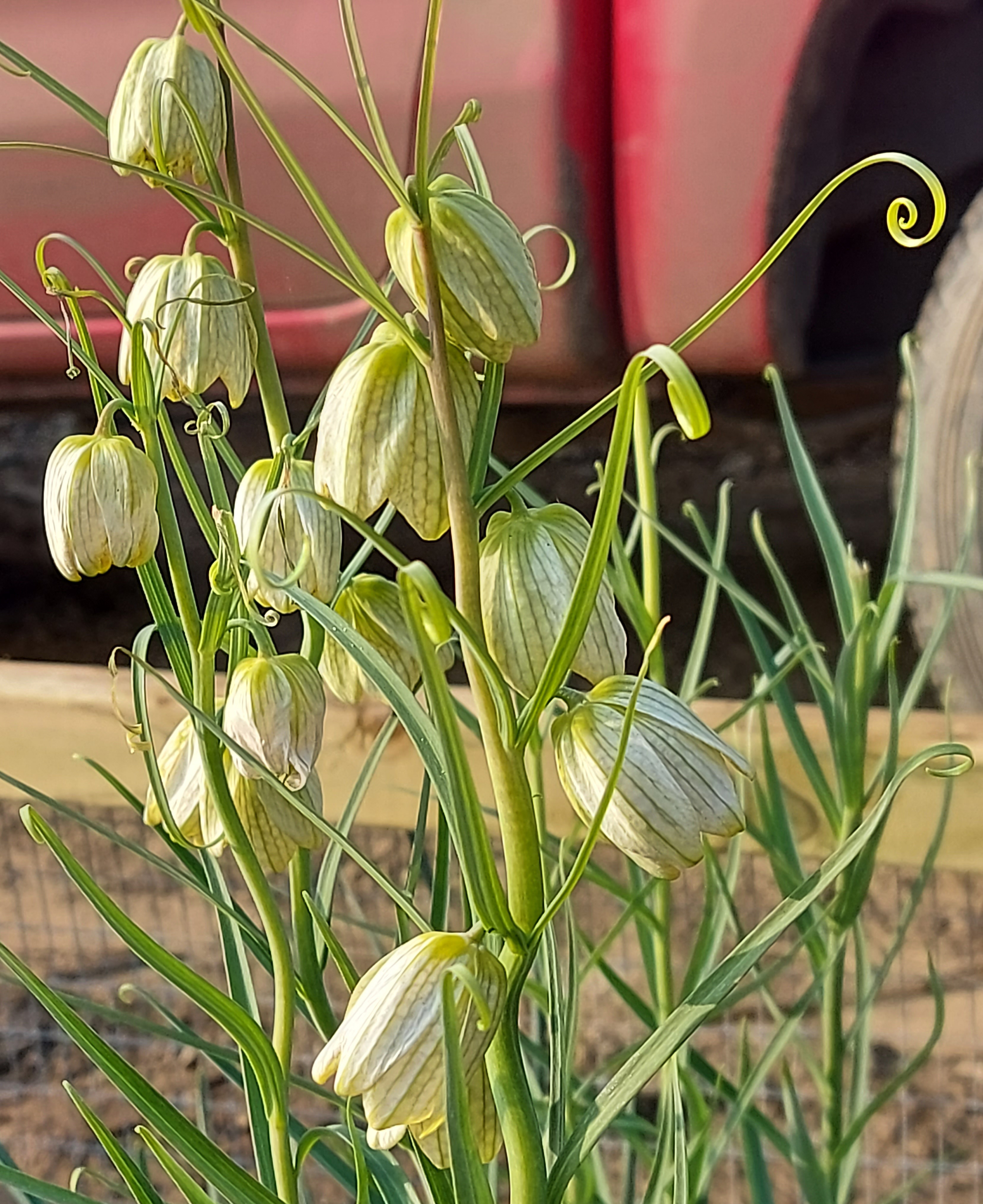 Fritillaria thunbergii