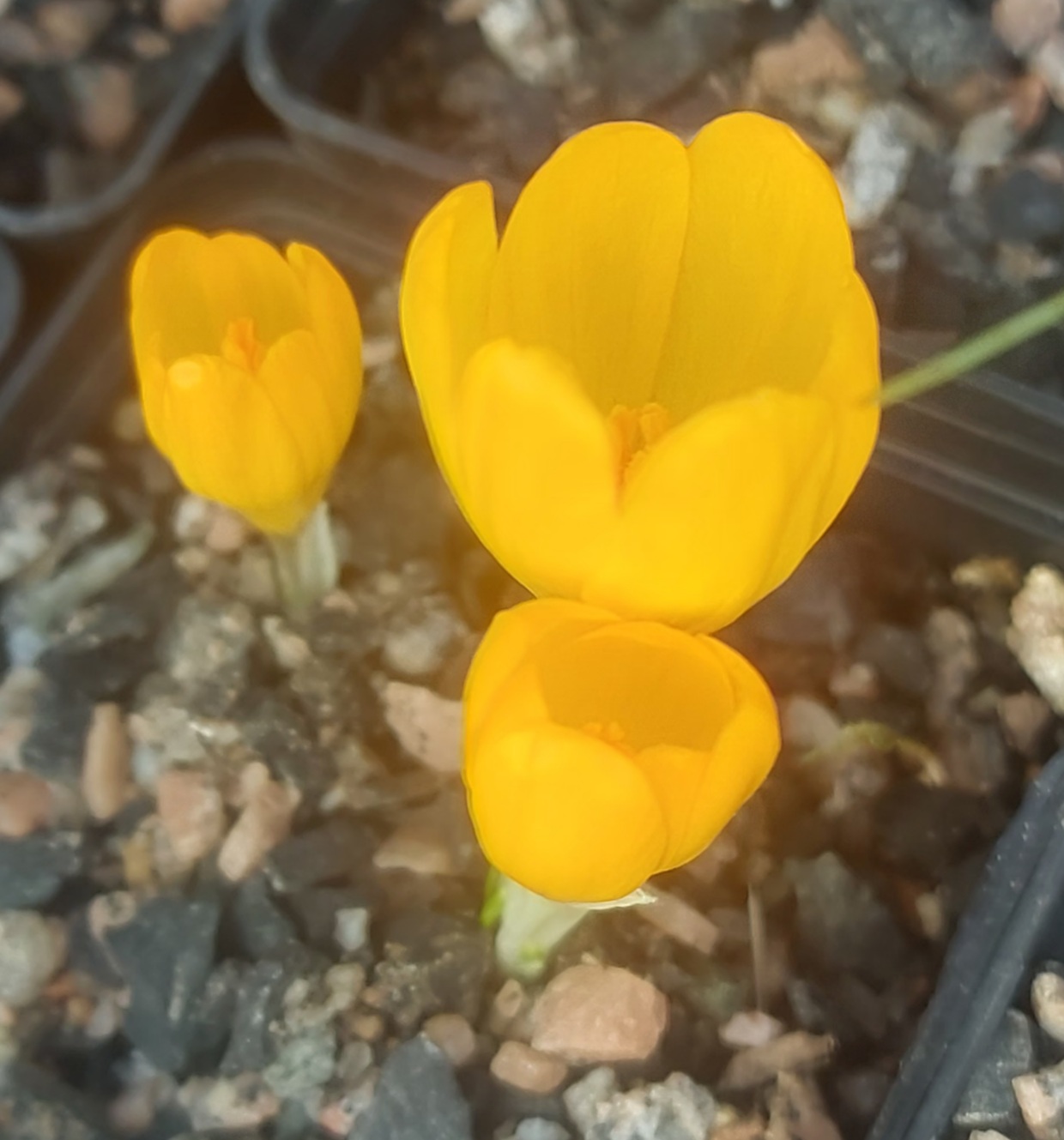 Crocus cvijicii