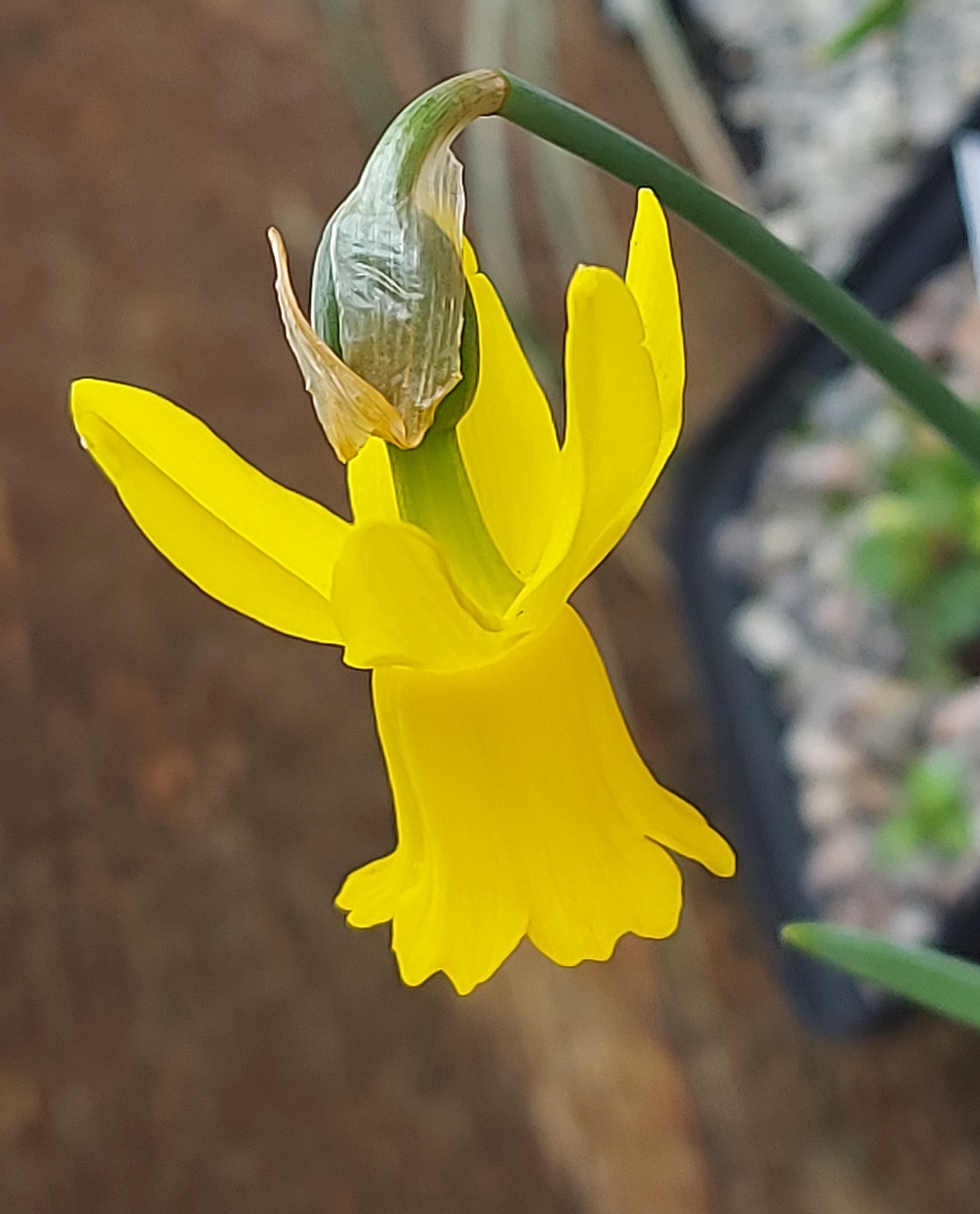 Narcissus Chitter