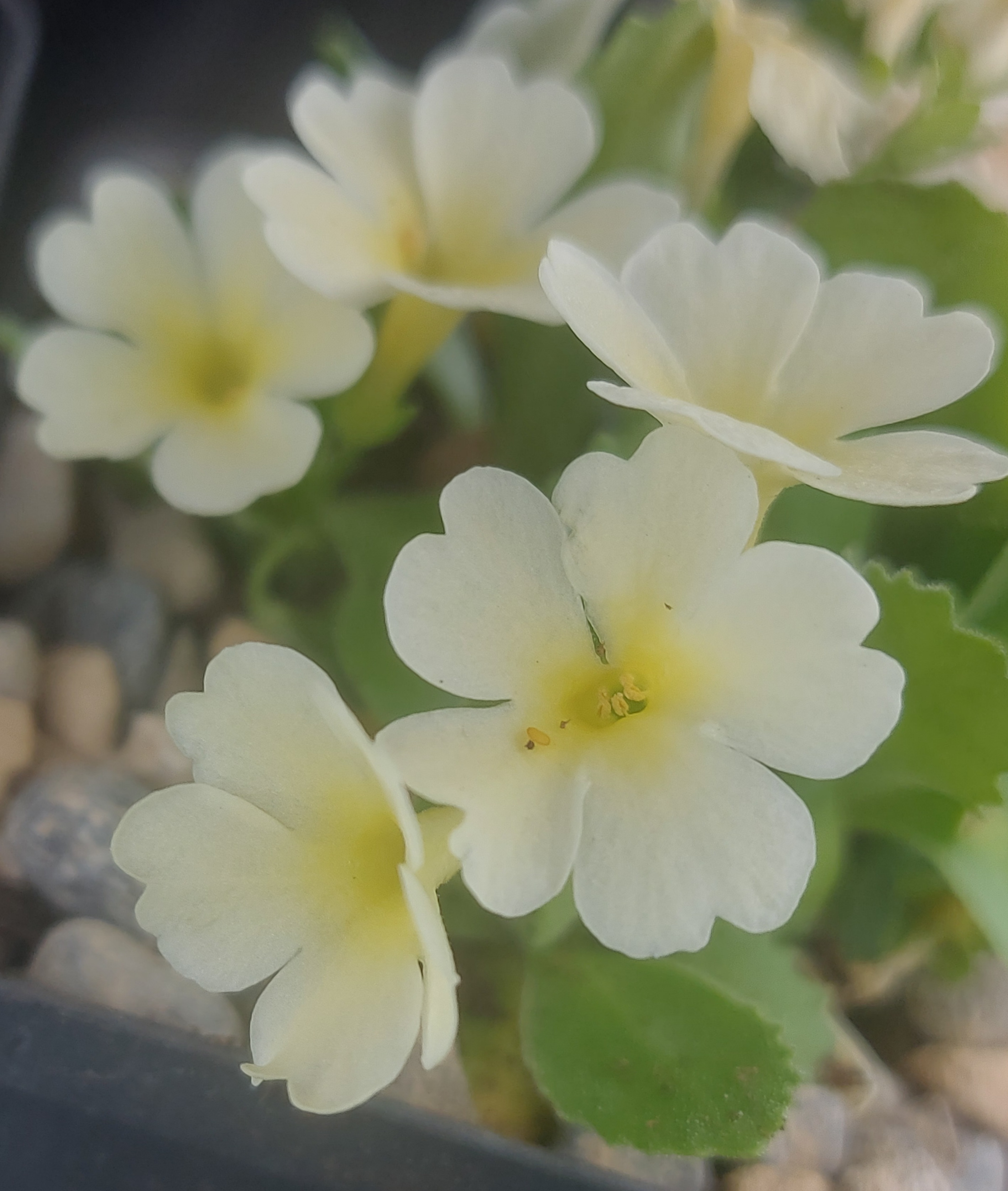Primula x Lindum Precious