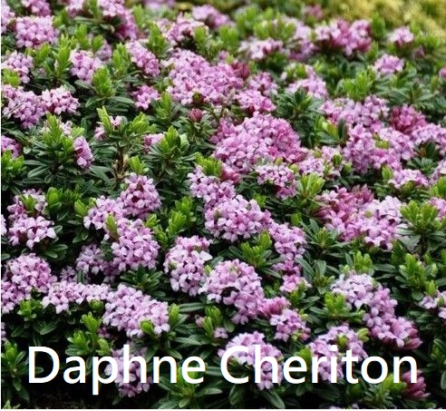 Daphne Cheriton