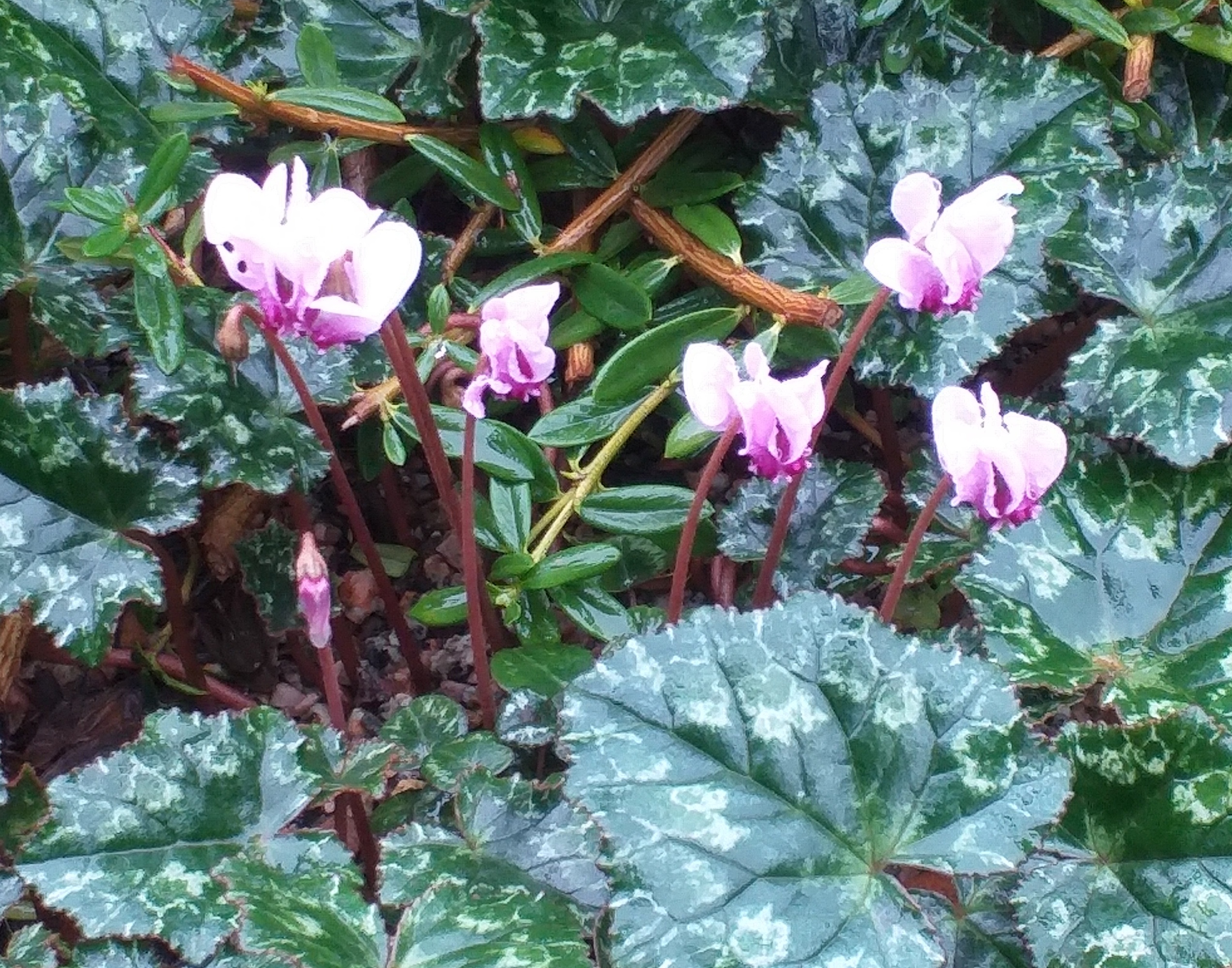 Cyclamen confusum