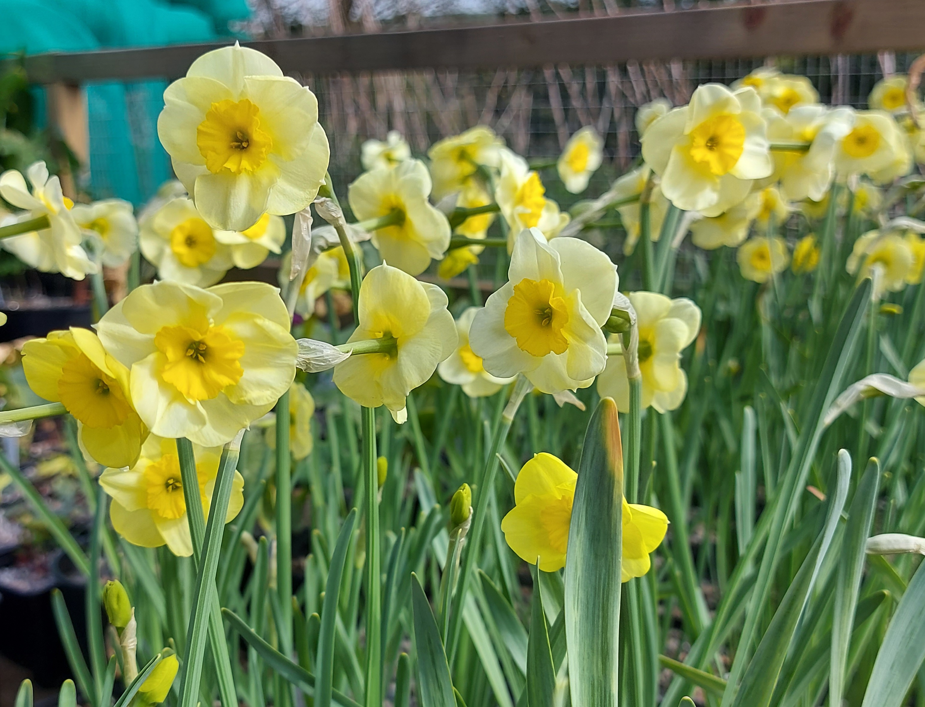 Narcissus Little Sentry