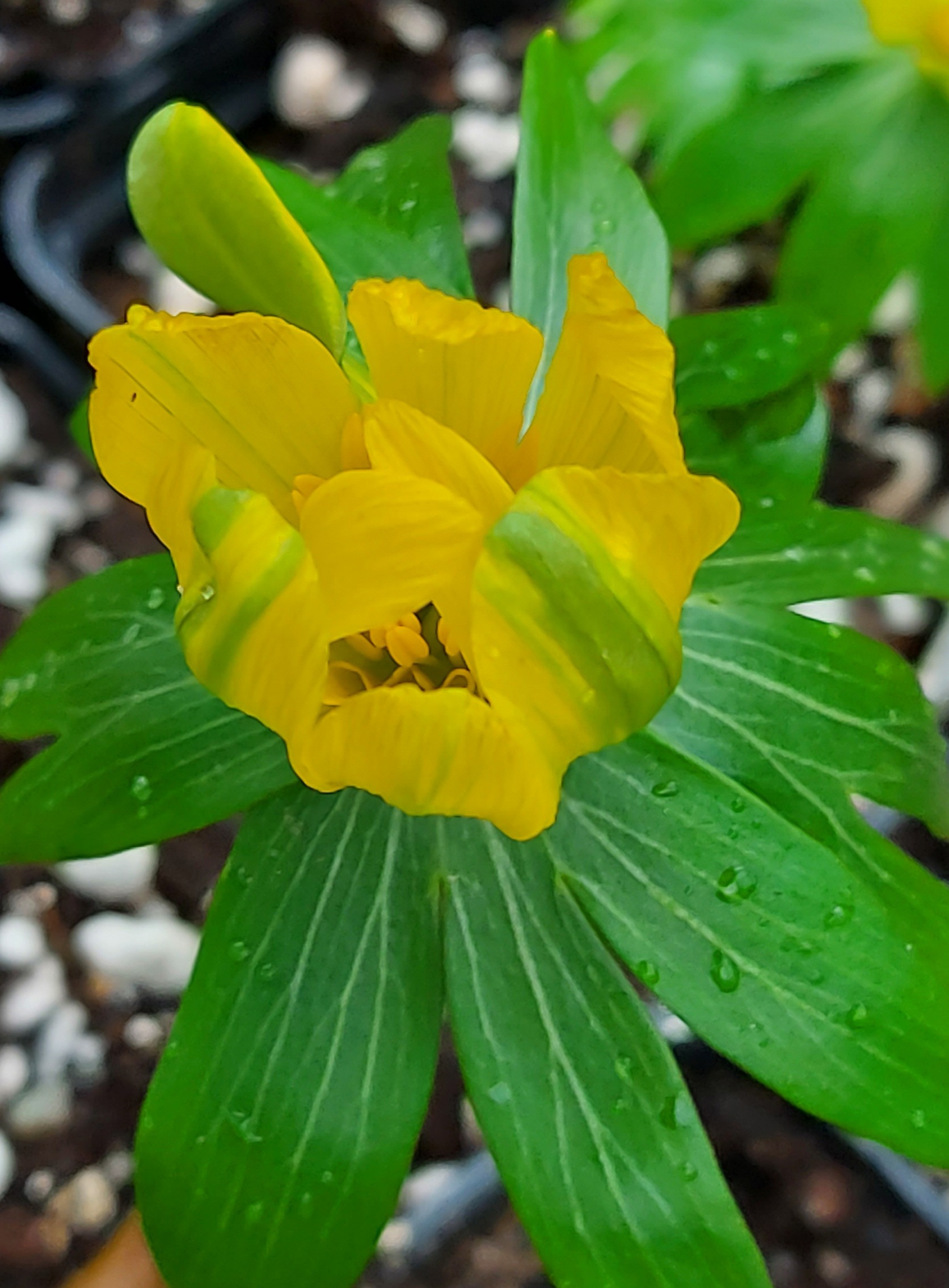 Eranthis Grunling
