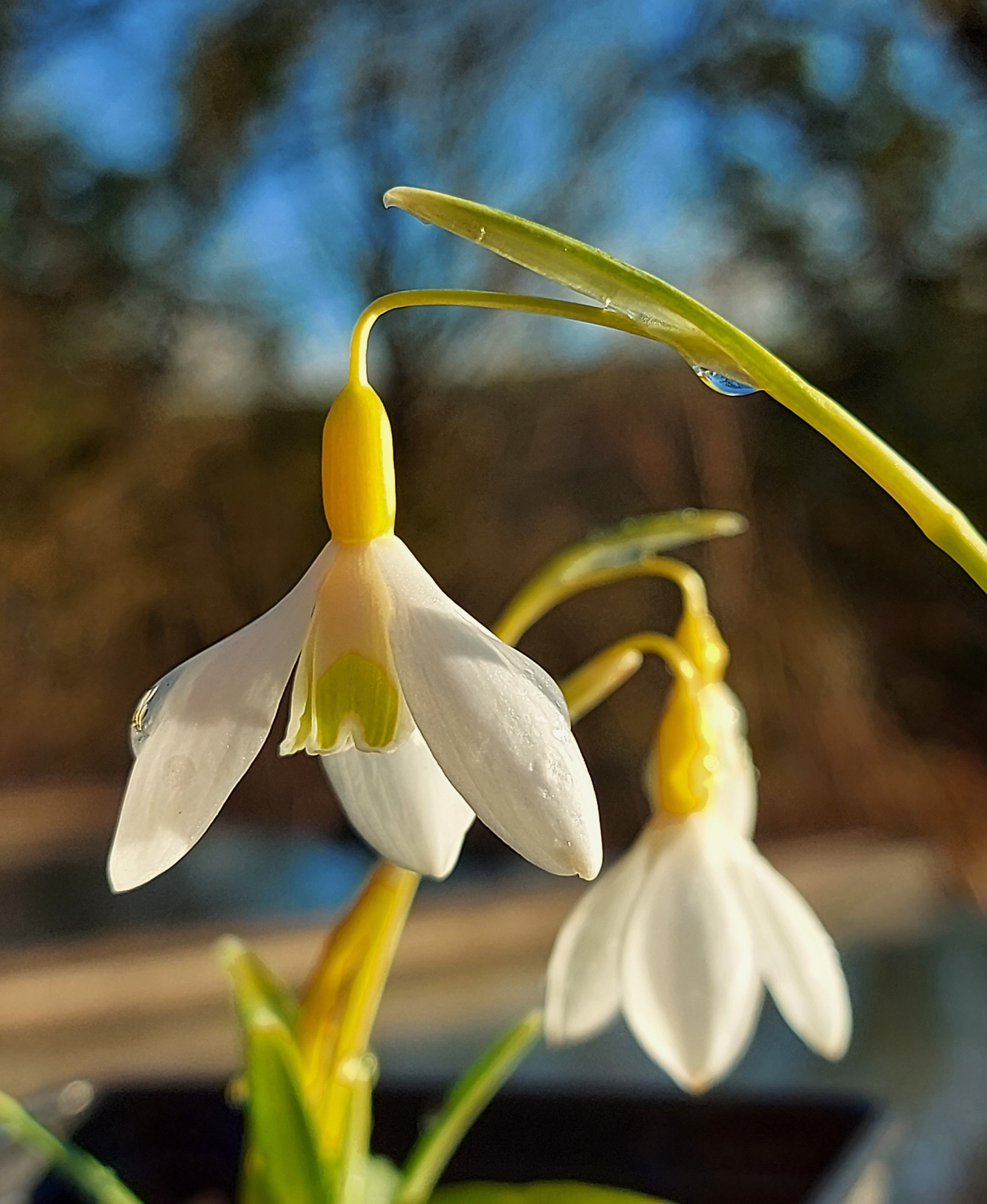 Galanthus Dicks Early Yellow