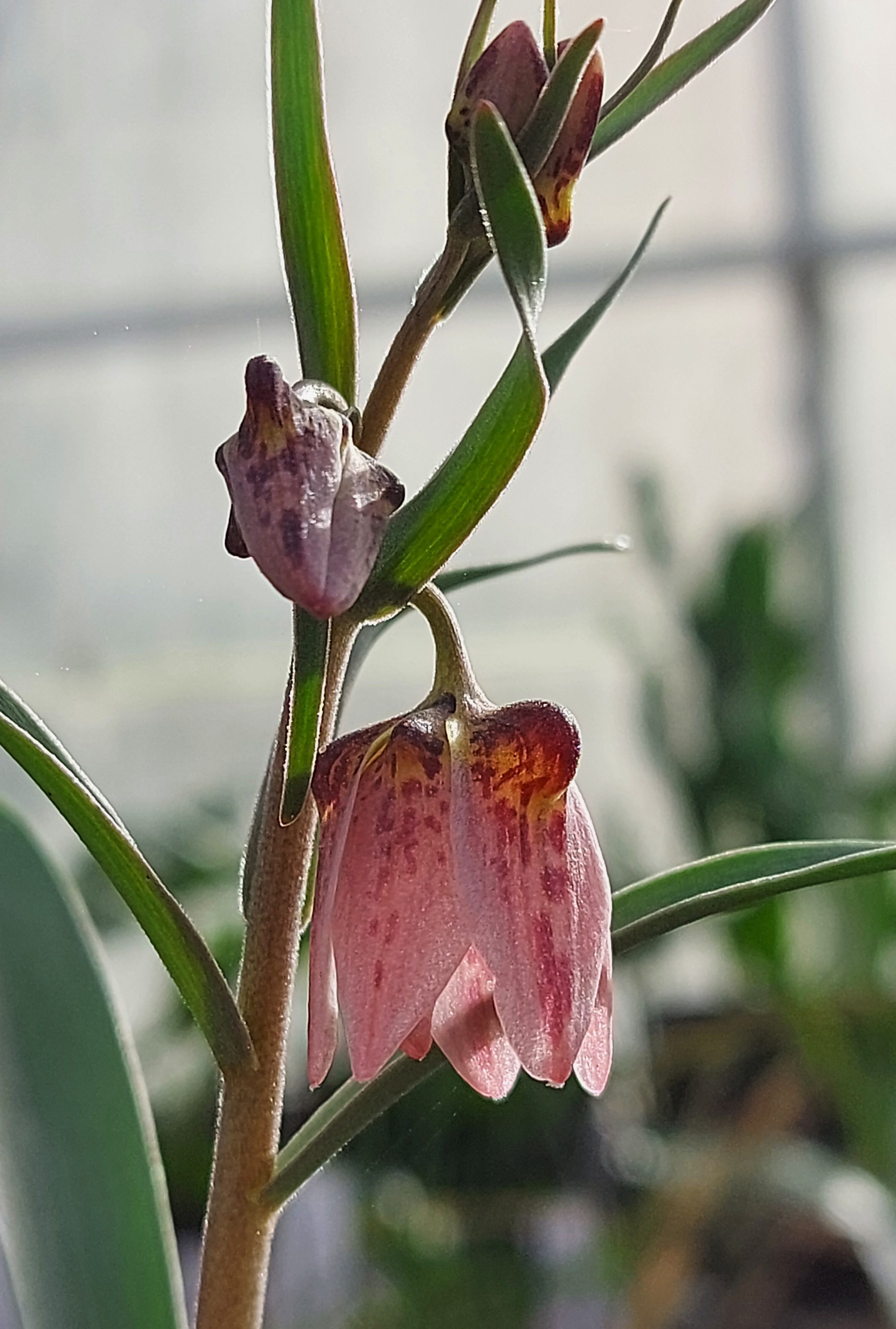 Fritillaria gibbosa