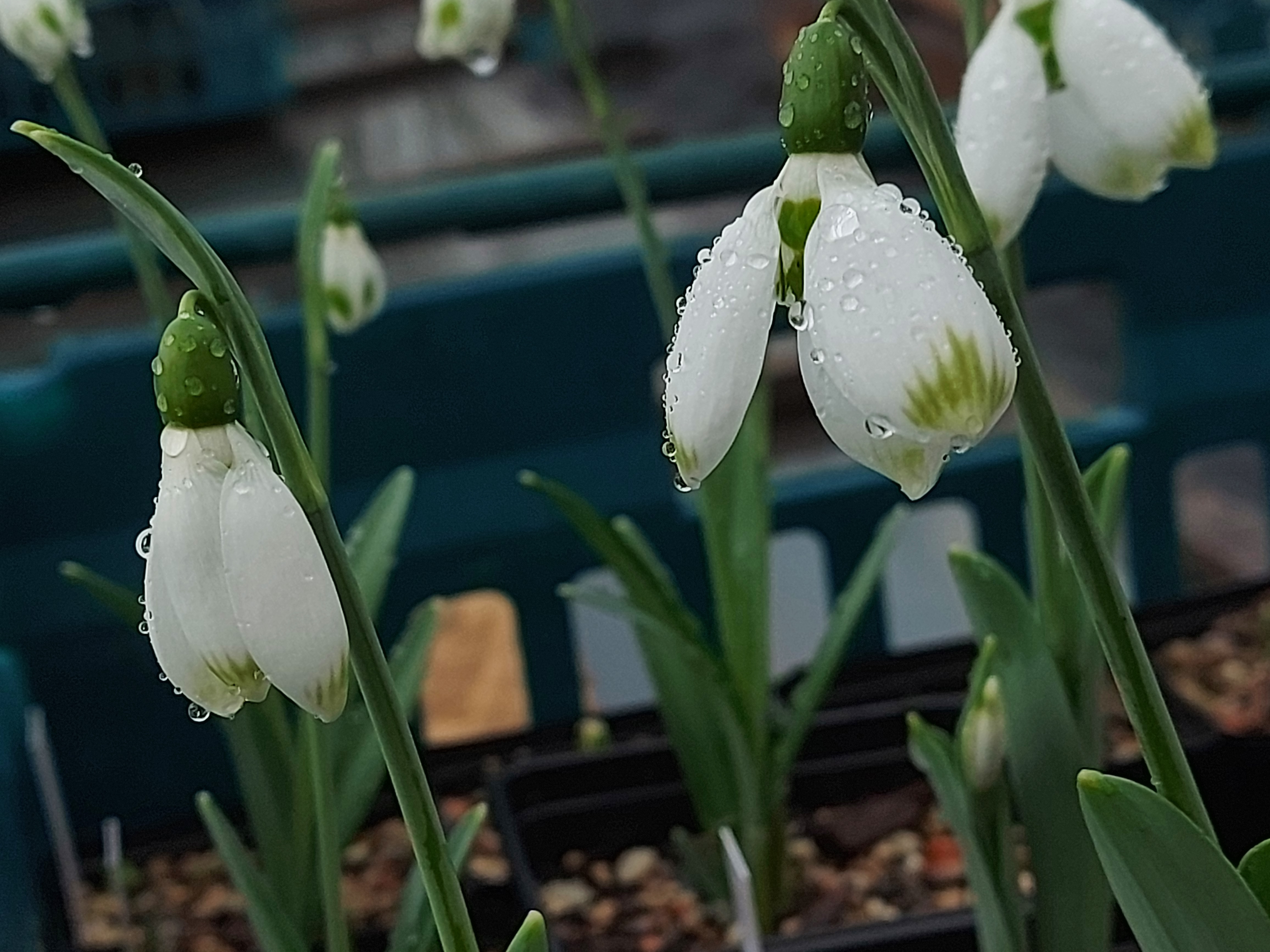Galanthus Emerald Hughes
