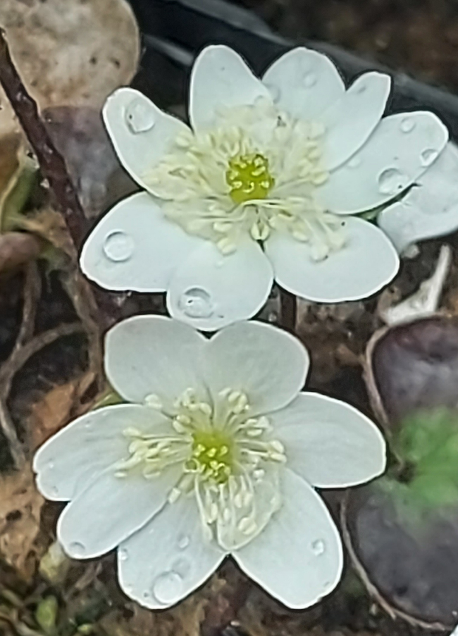 Hepatica nobilis Pyrenean Marbles