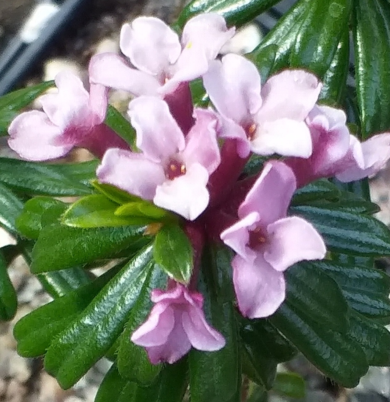 Daphne Spring Sonnet