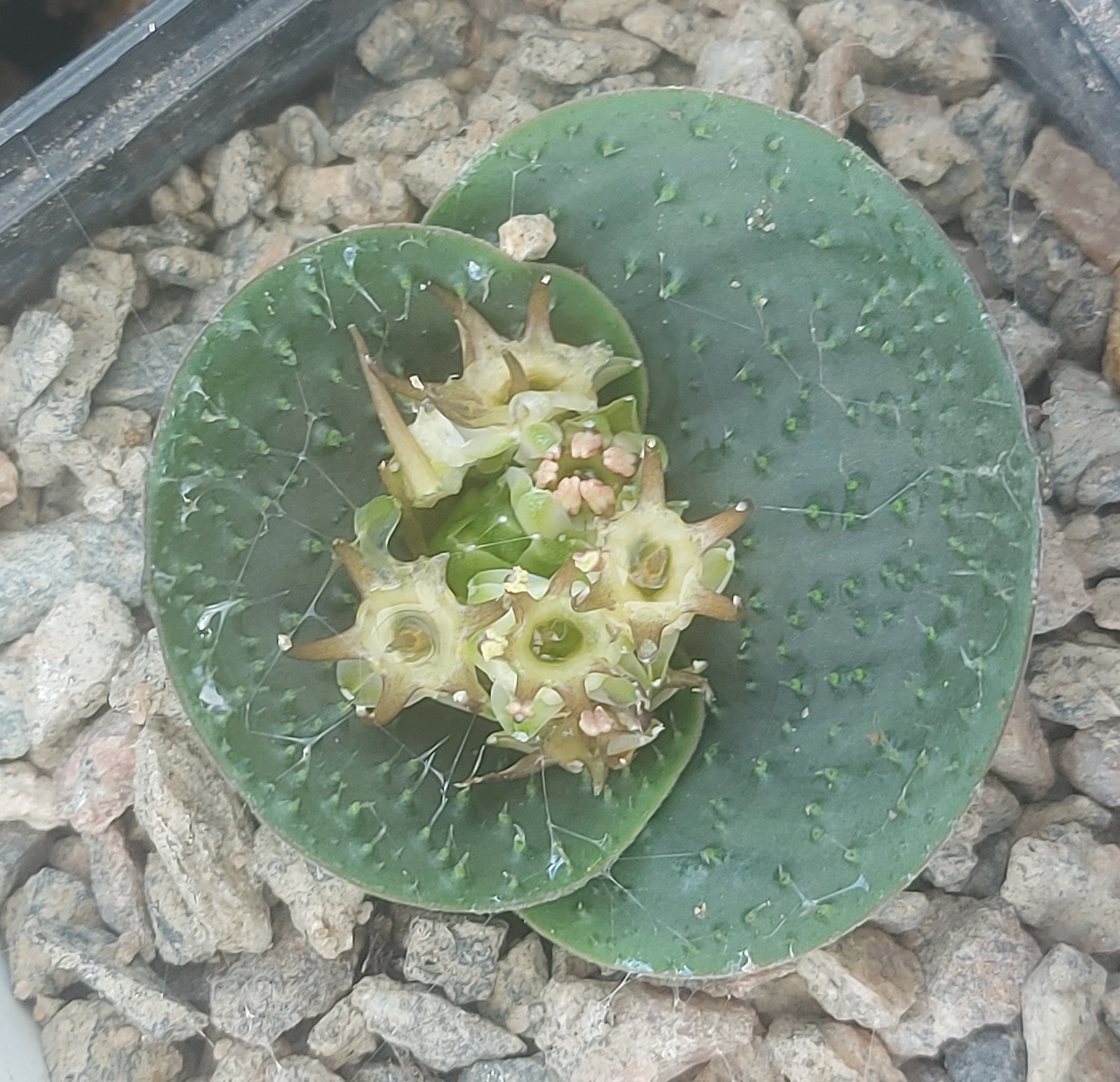 Massonia thunbergiana