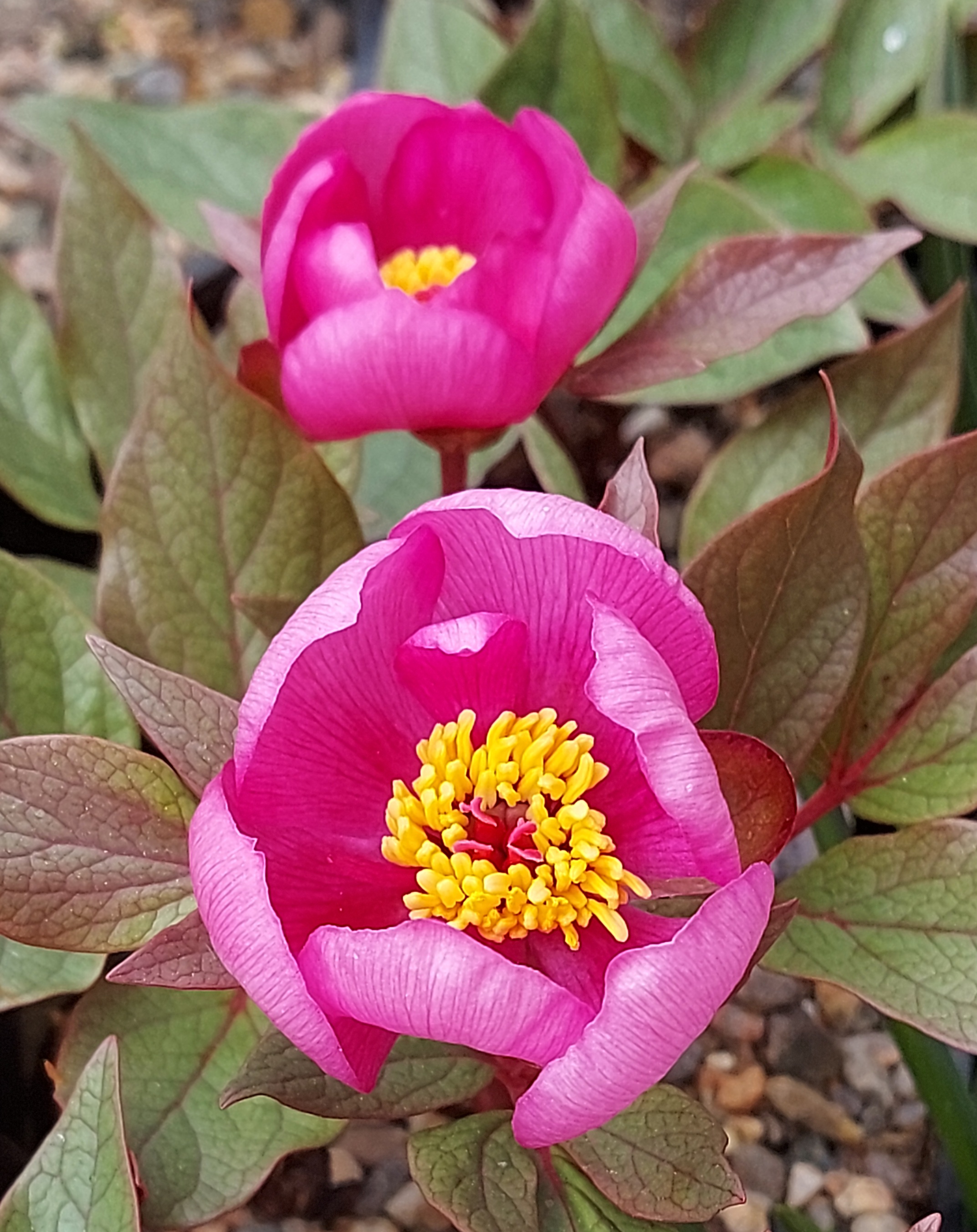 Paeonia cambessedesii