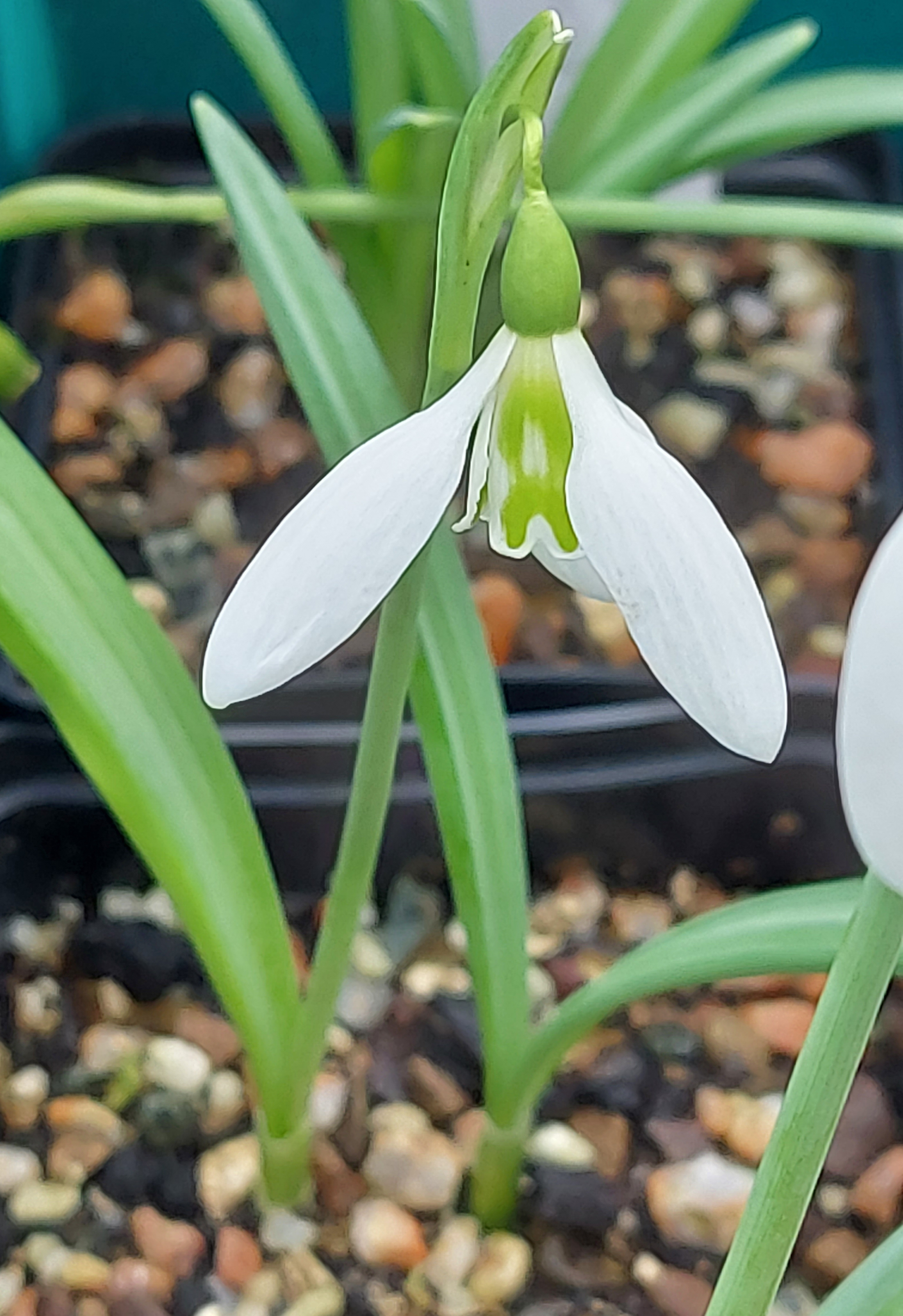 Galanthus Faith Stewart Liberty