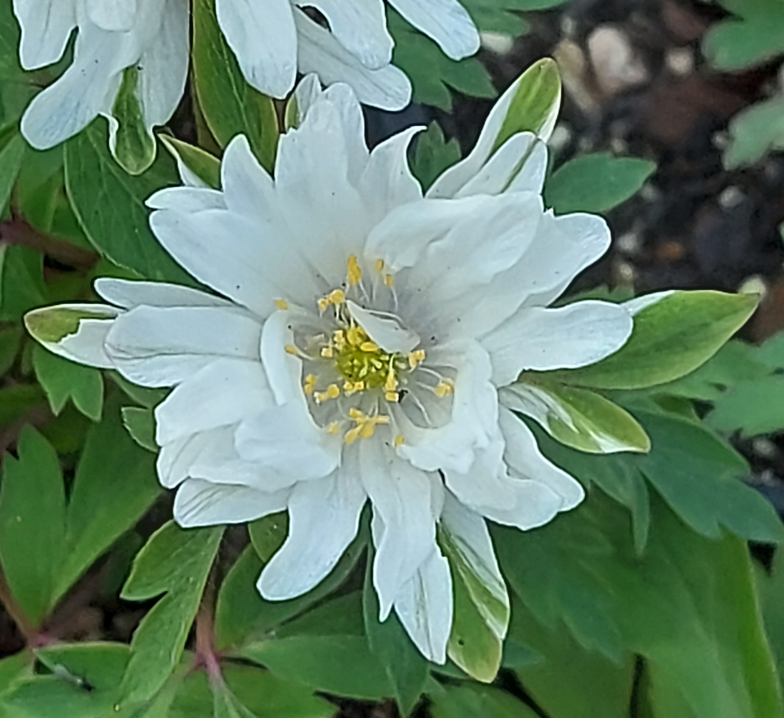 Anemone nemorosa Amelia