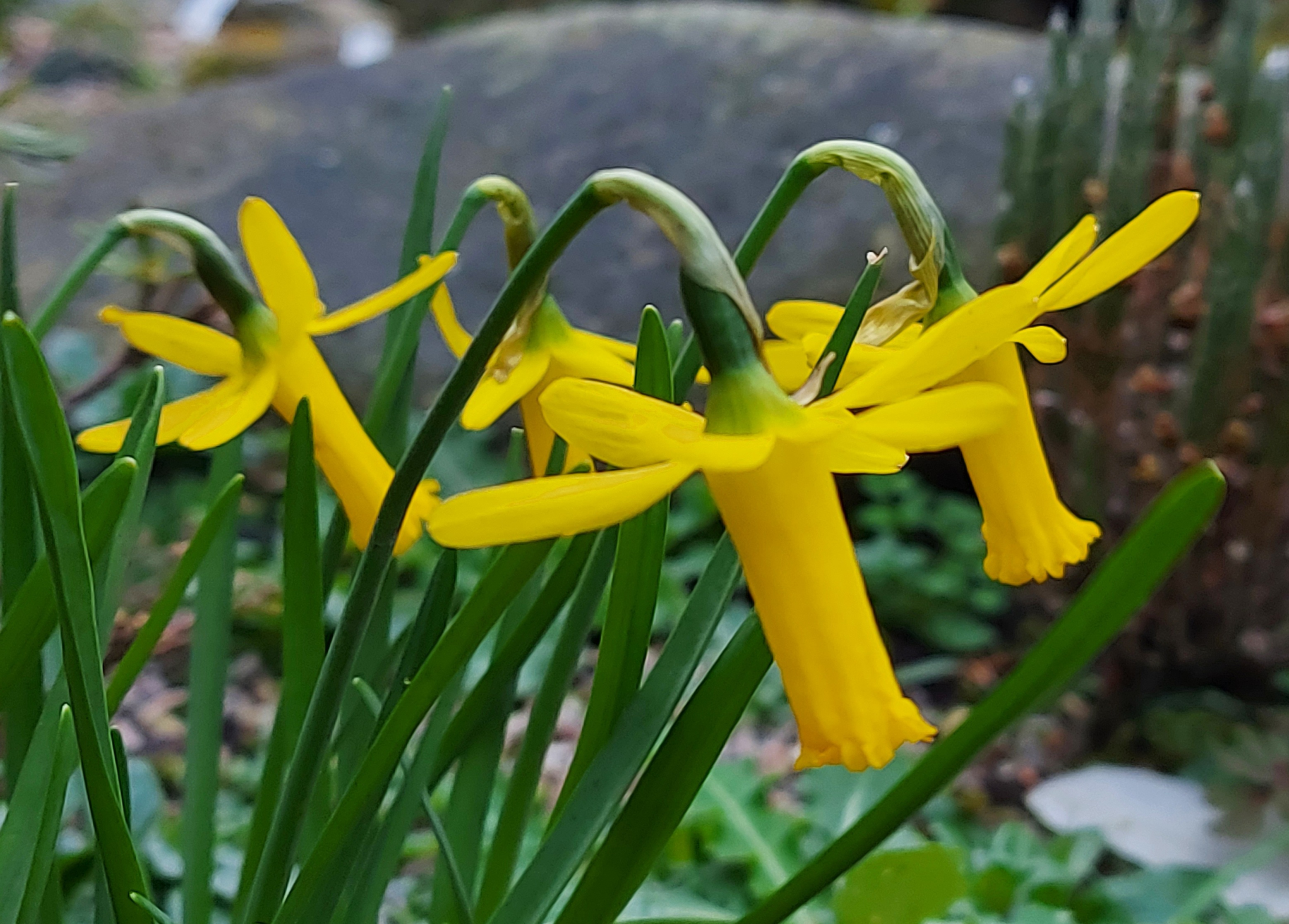 Narcissus Sidora