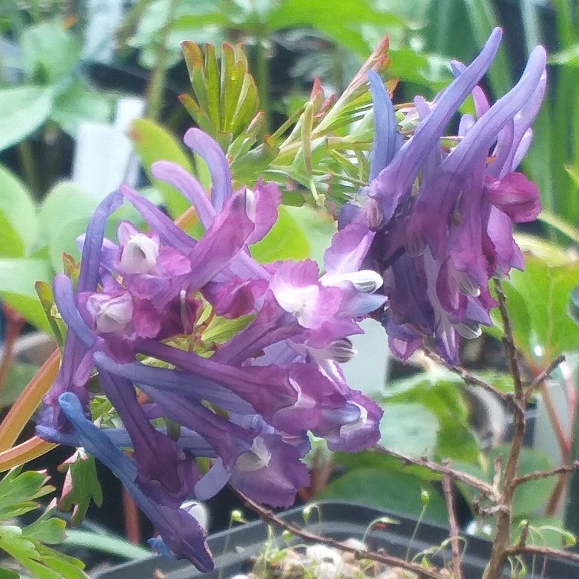 Corydalis Craigton Purple
