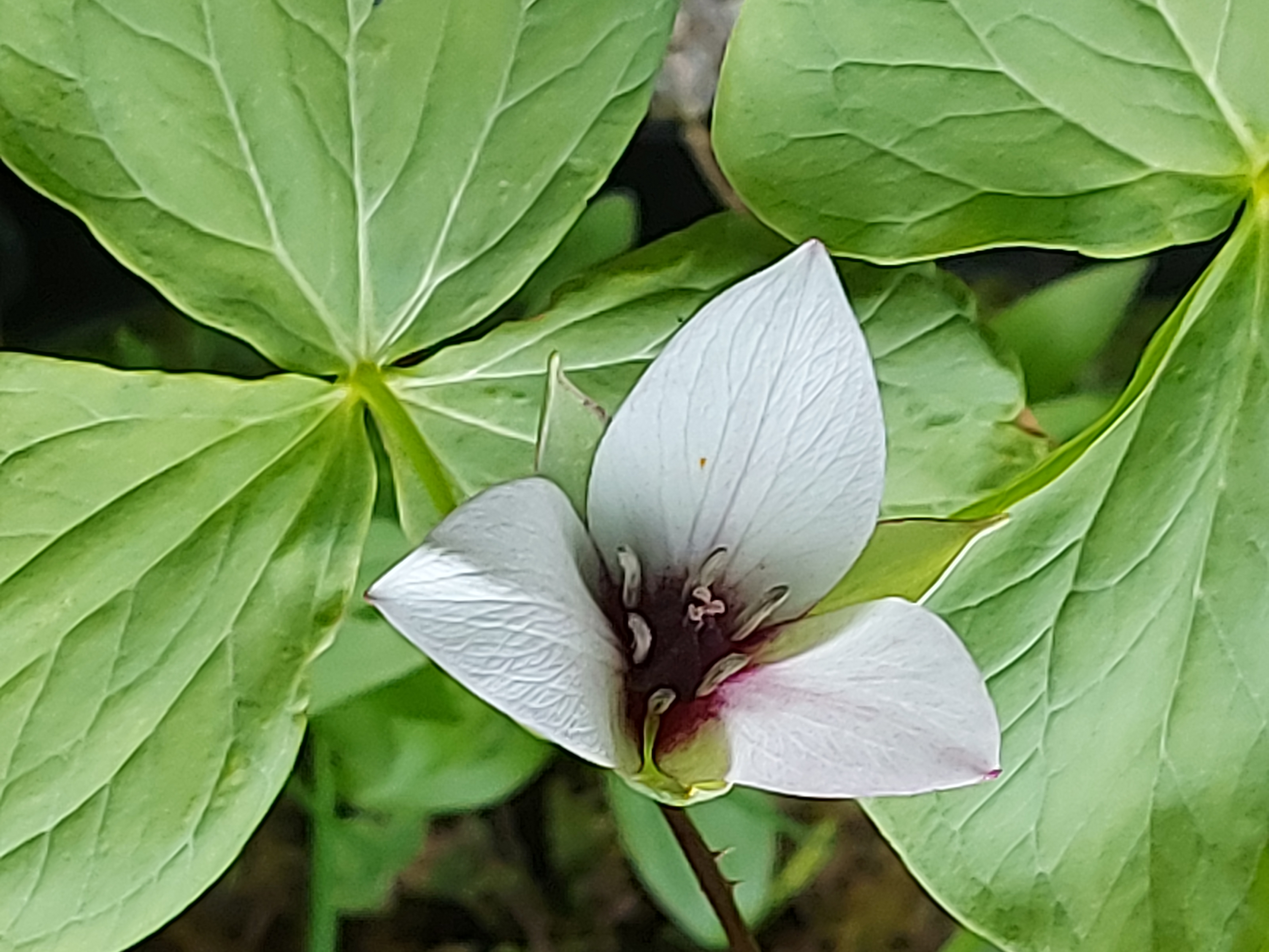 Trillium simile