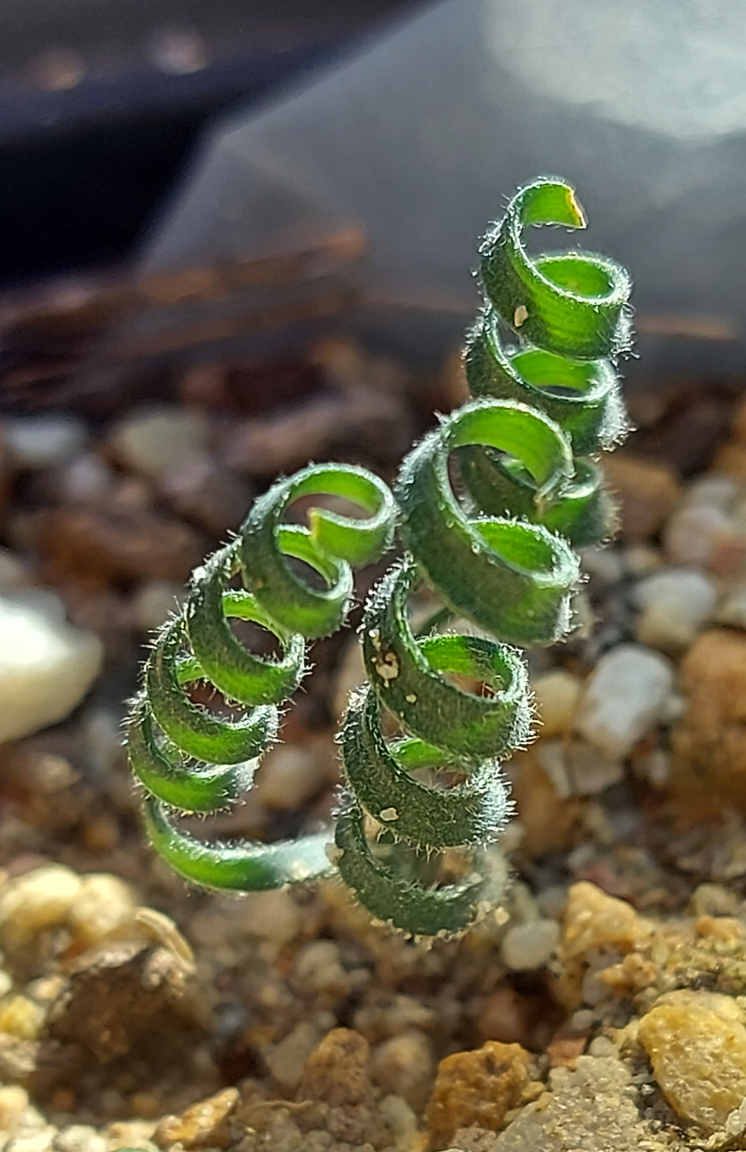 Gethyllis oligophylla