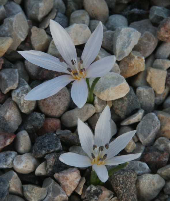 Colchicum asteranthum