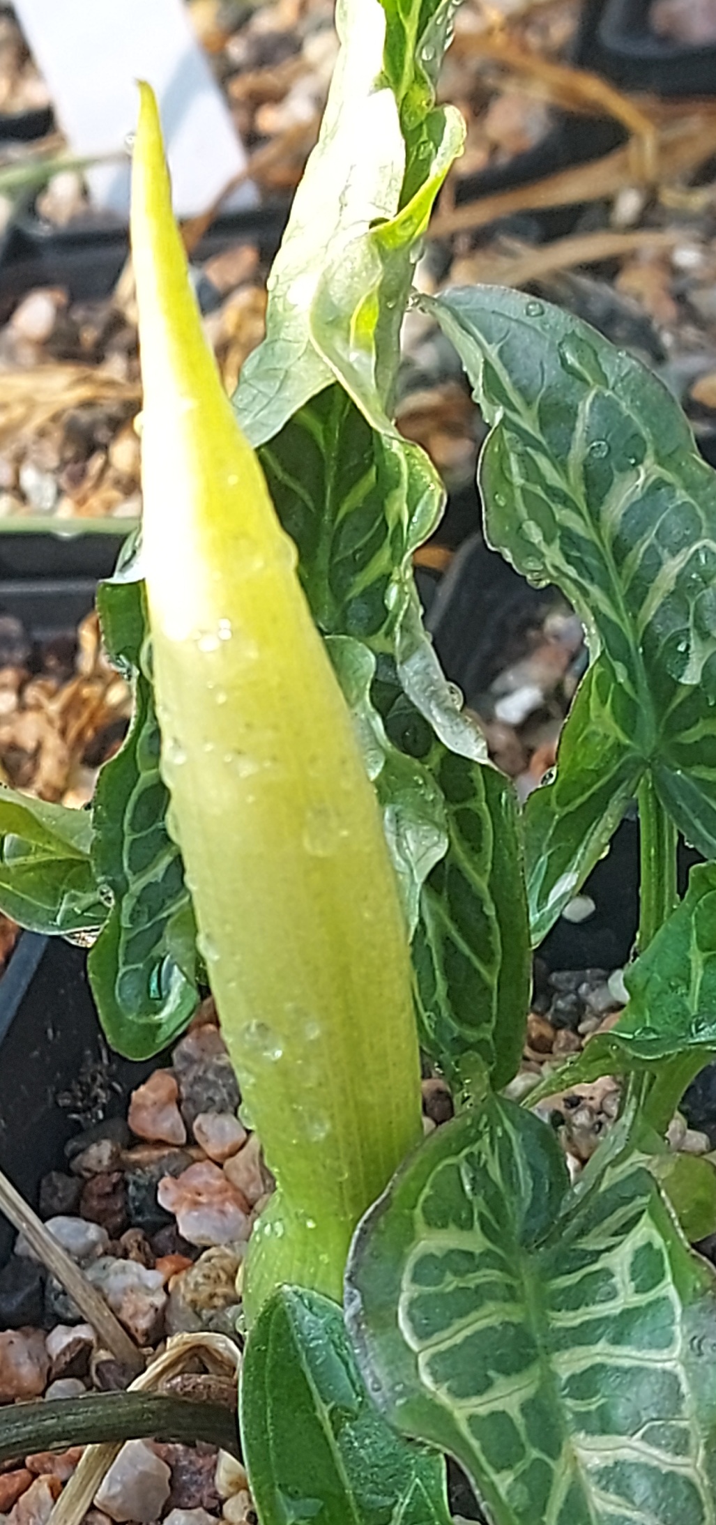 Arum italicum Tiny