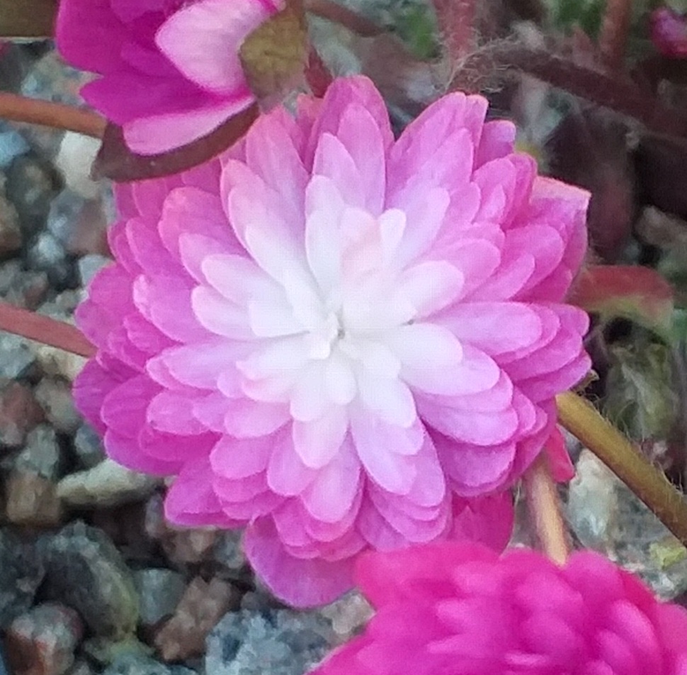 Hepatica japonica Benitaiko