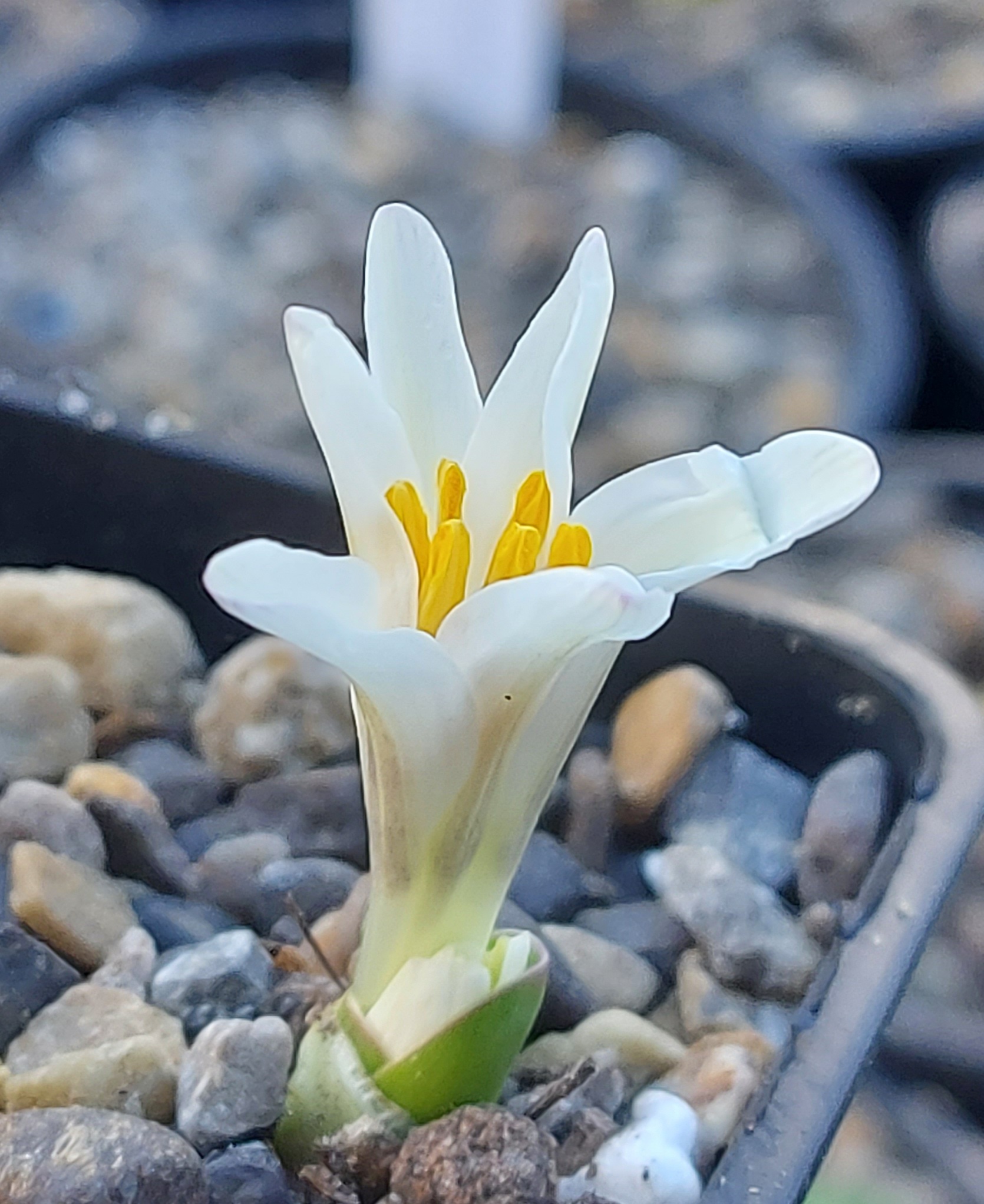 Colchicum Yeti