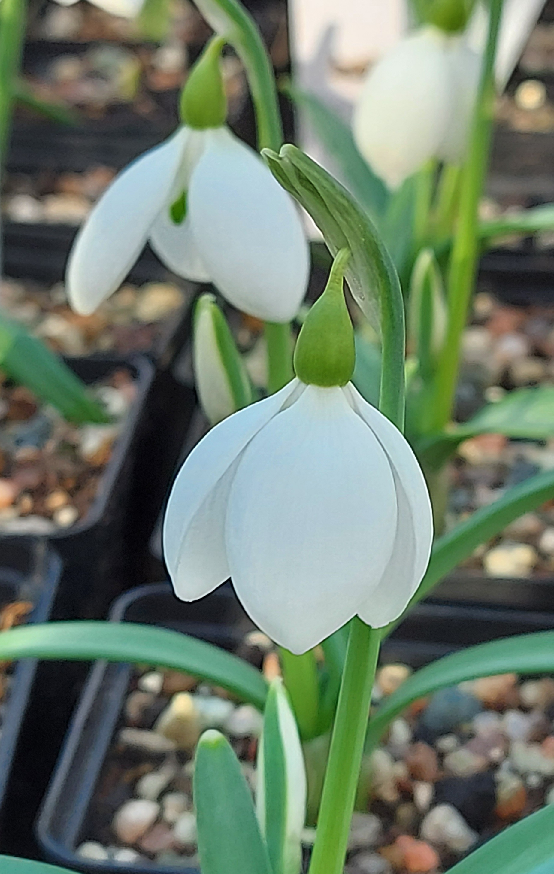 Galanthus Bubble
