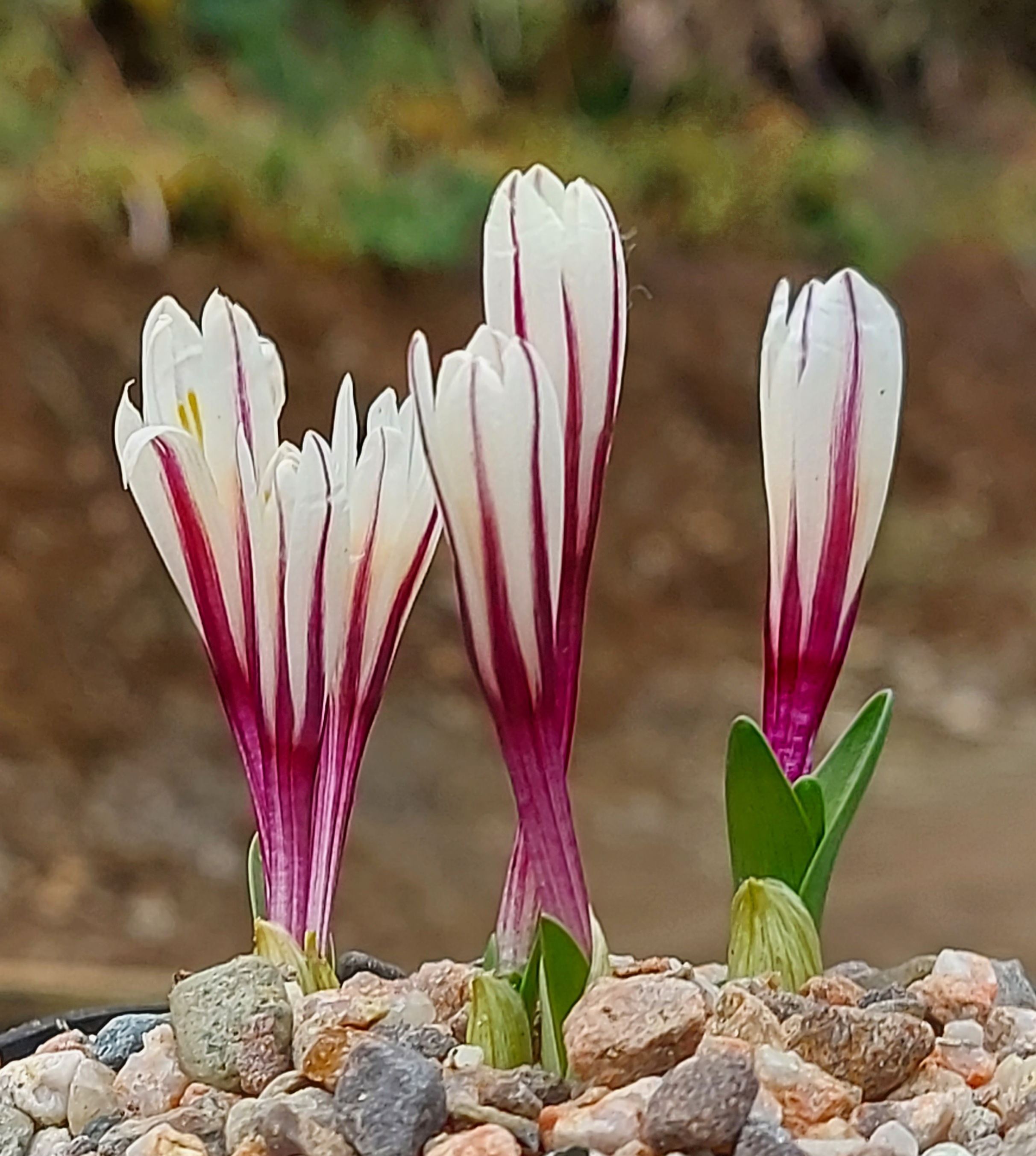 Colchicum kesselringii Purple Star