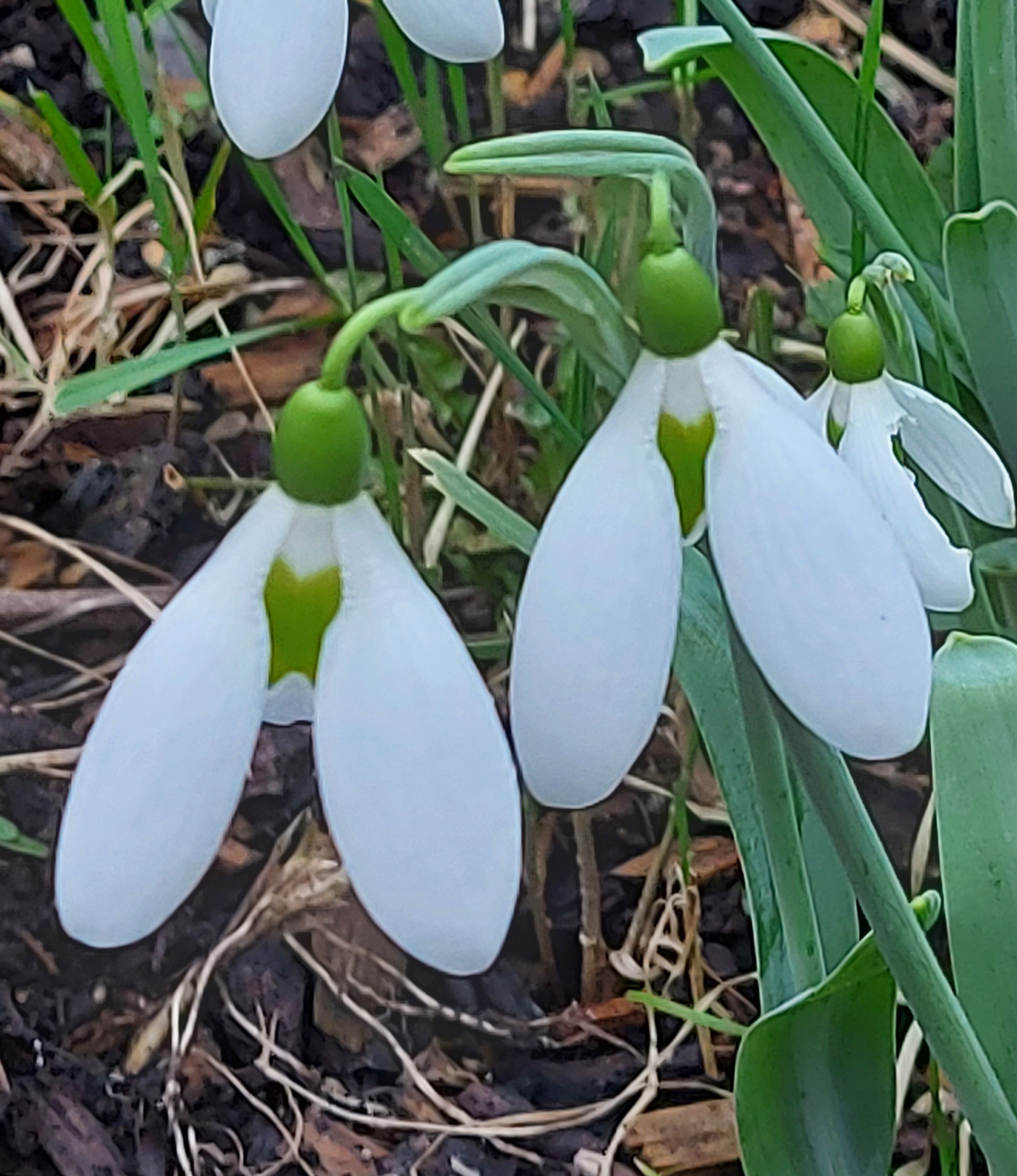 Galanthus Melanie Broughton