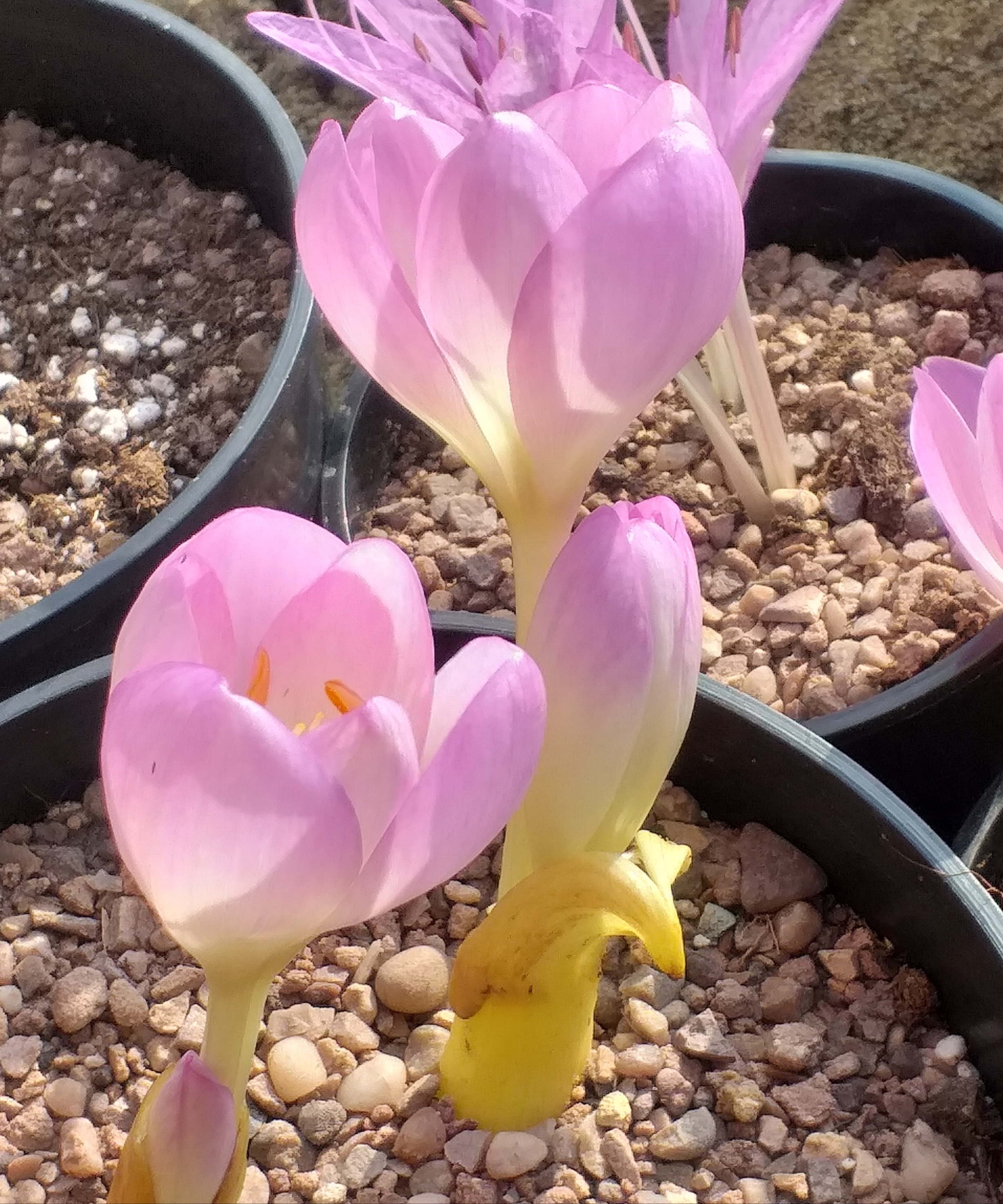 Colchicum Klondike