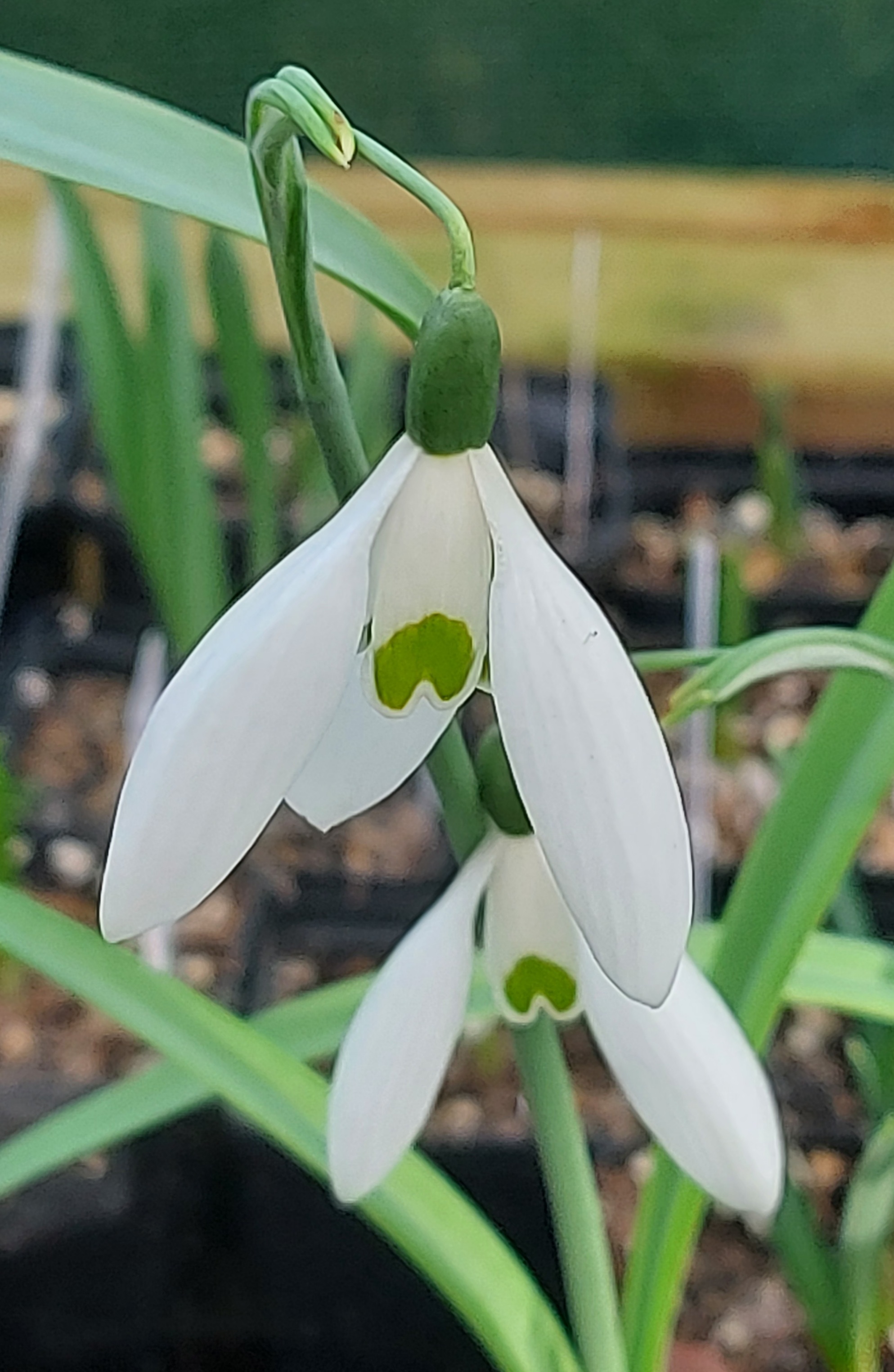 Galanthus Orion