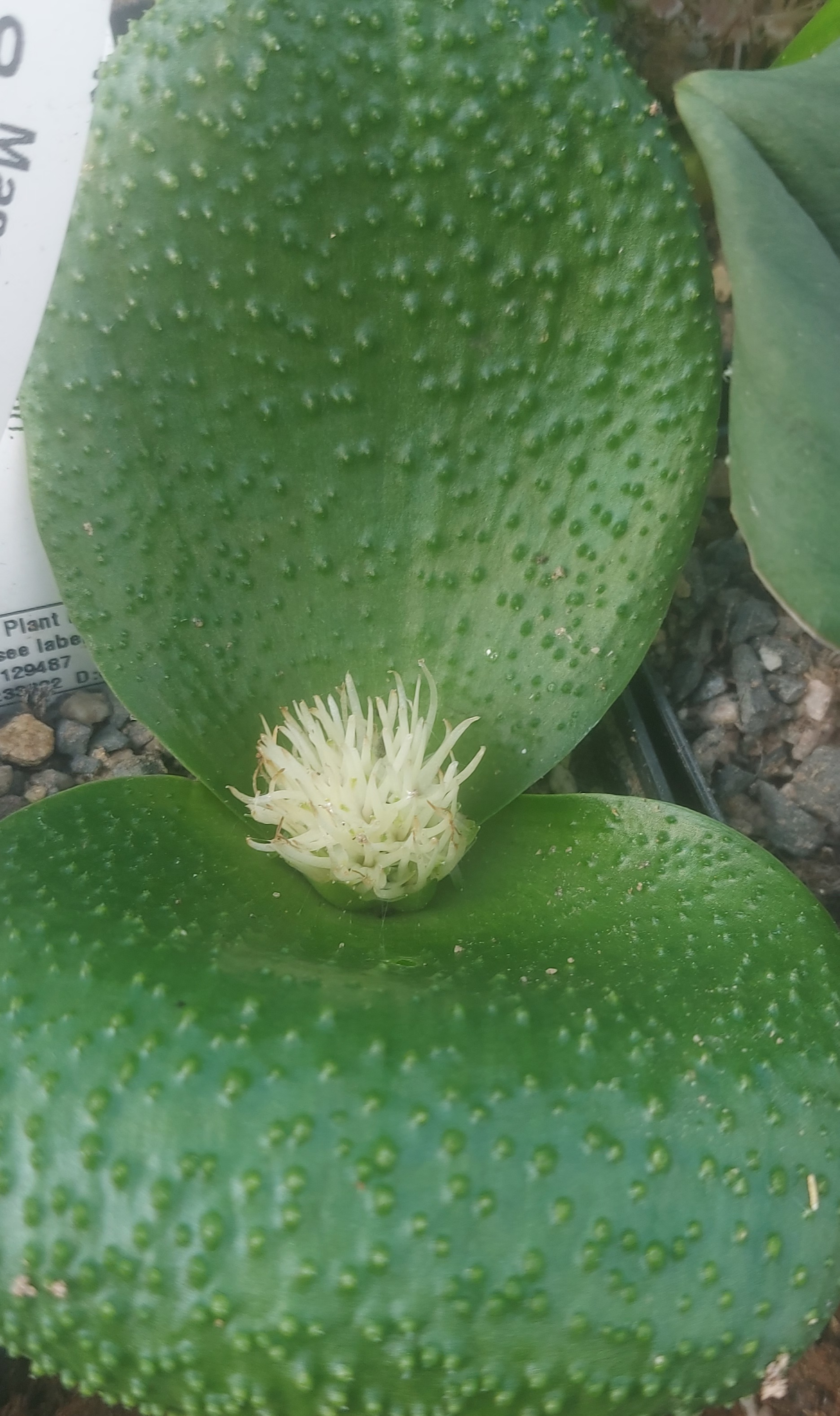 Massonia bredasdorpensis