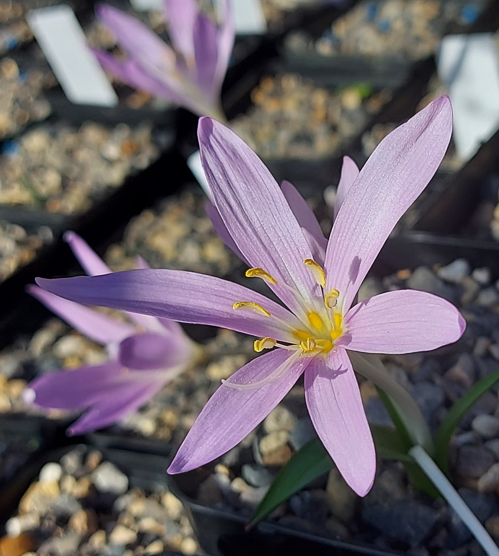 Colchicum baytoporium