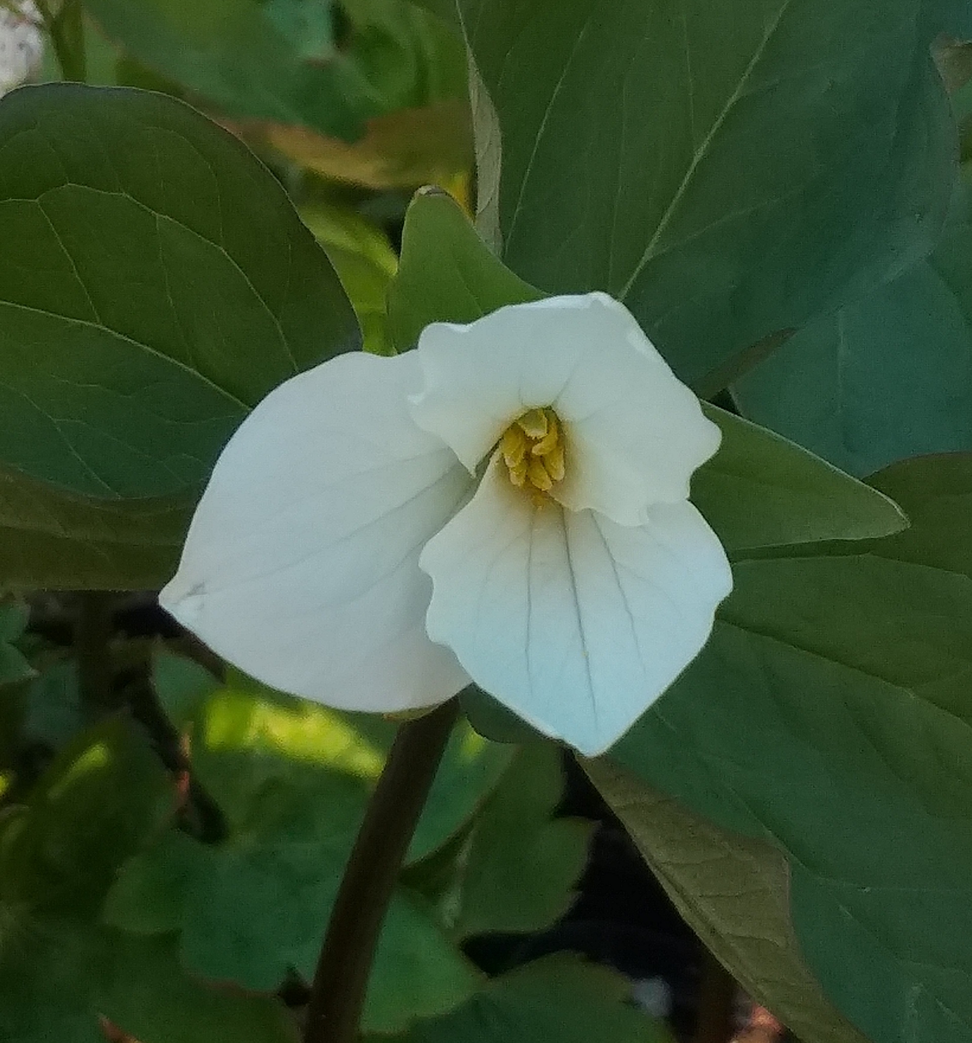 Trillium grandiflorum 