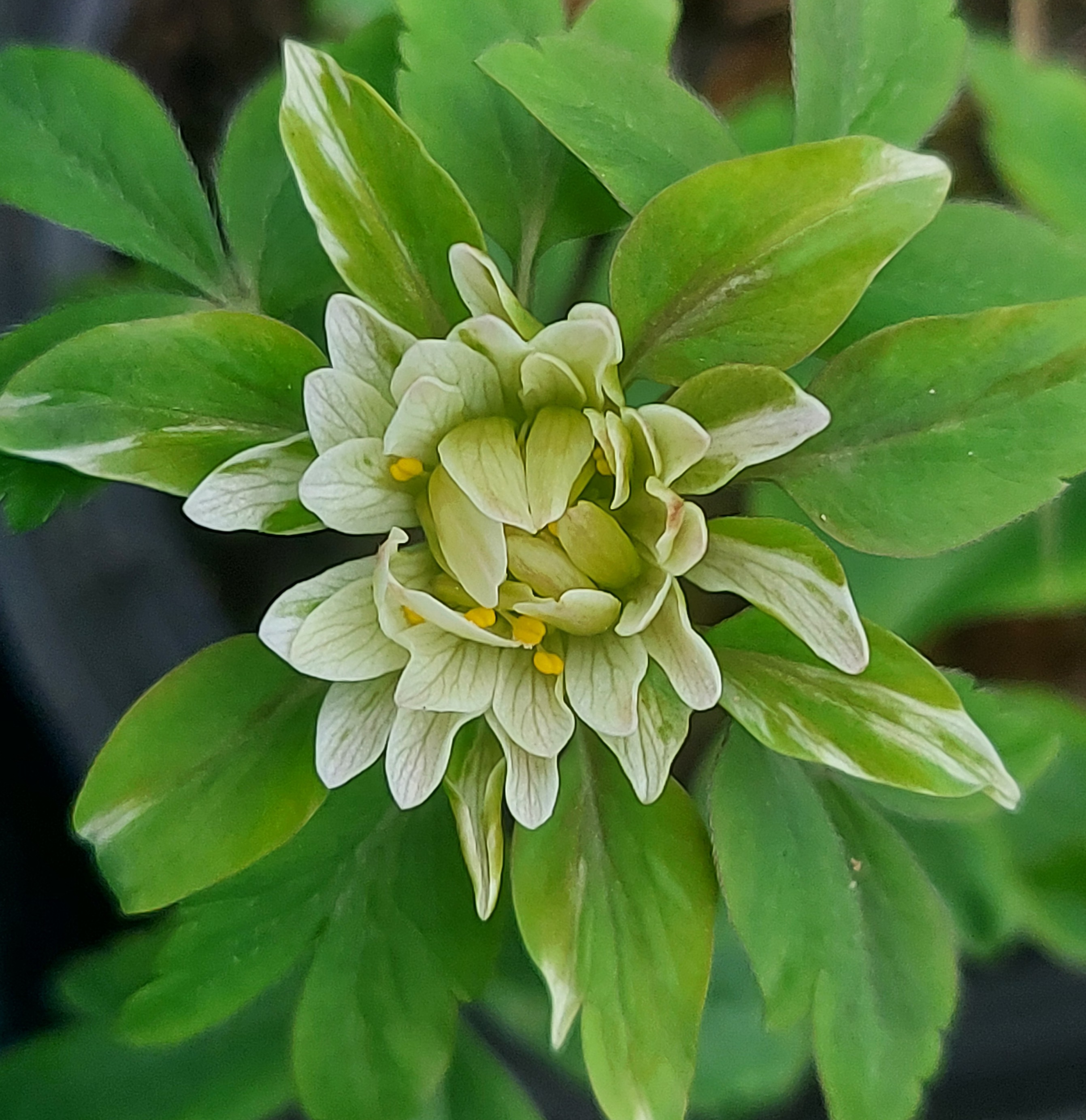 Anemone nemorosa Edgar