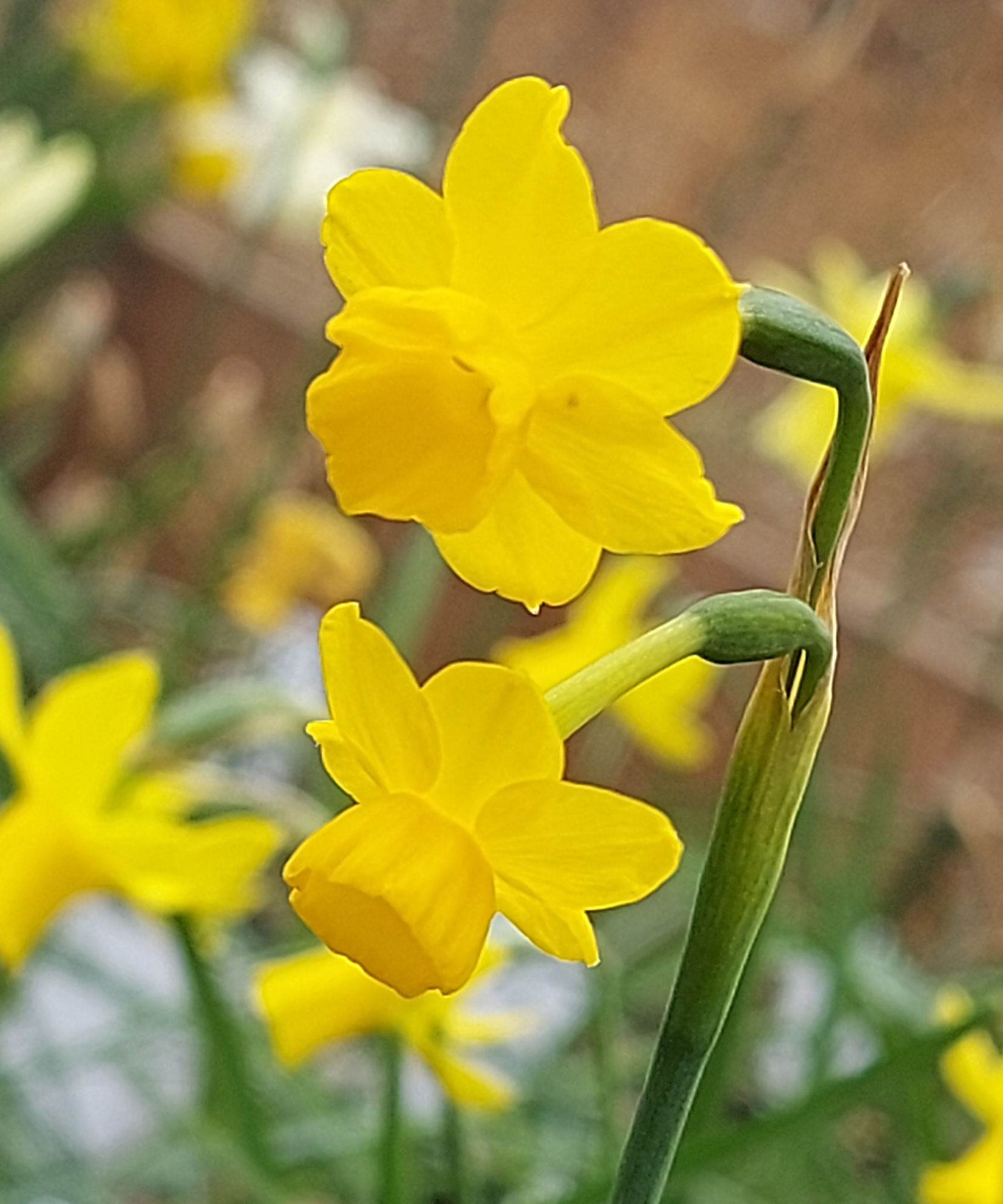 Narcissus Aureolin