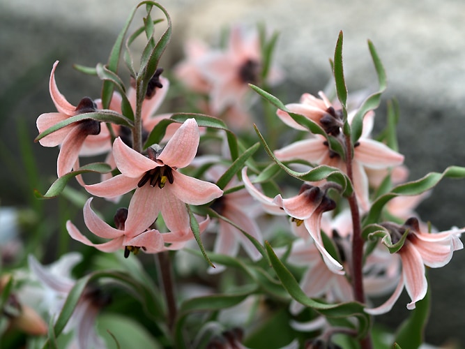 Fritillaria stenanthera