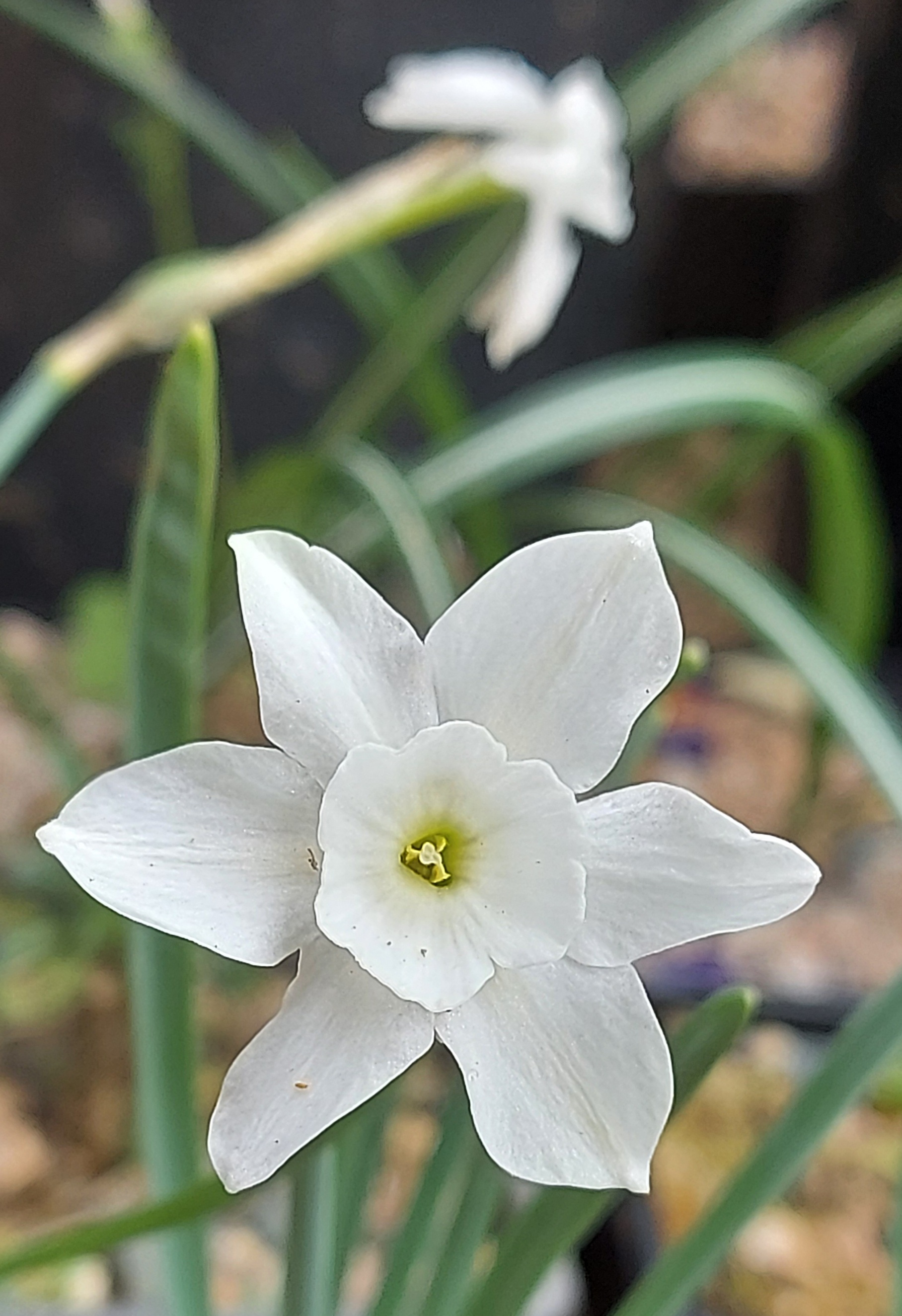 Narcissus rupicola ssp watierii