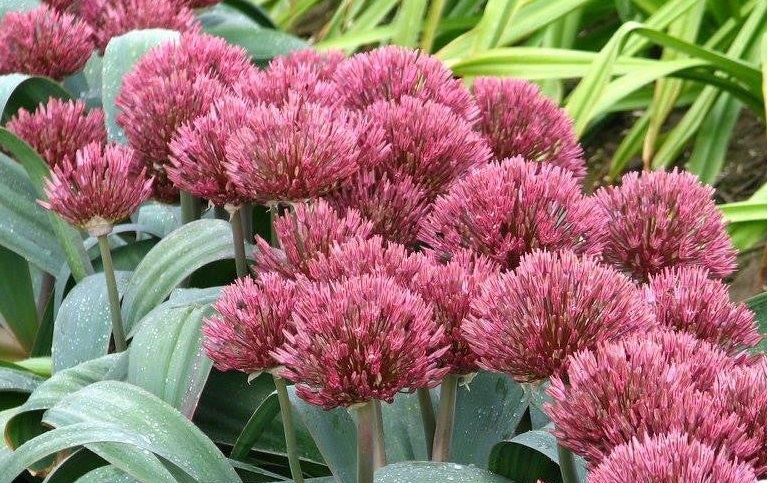 Allium nevskianum