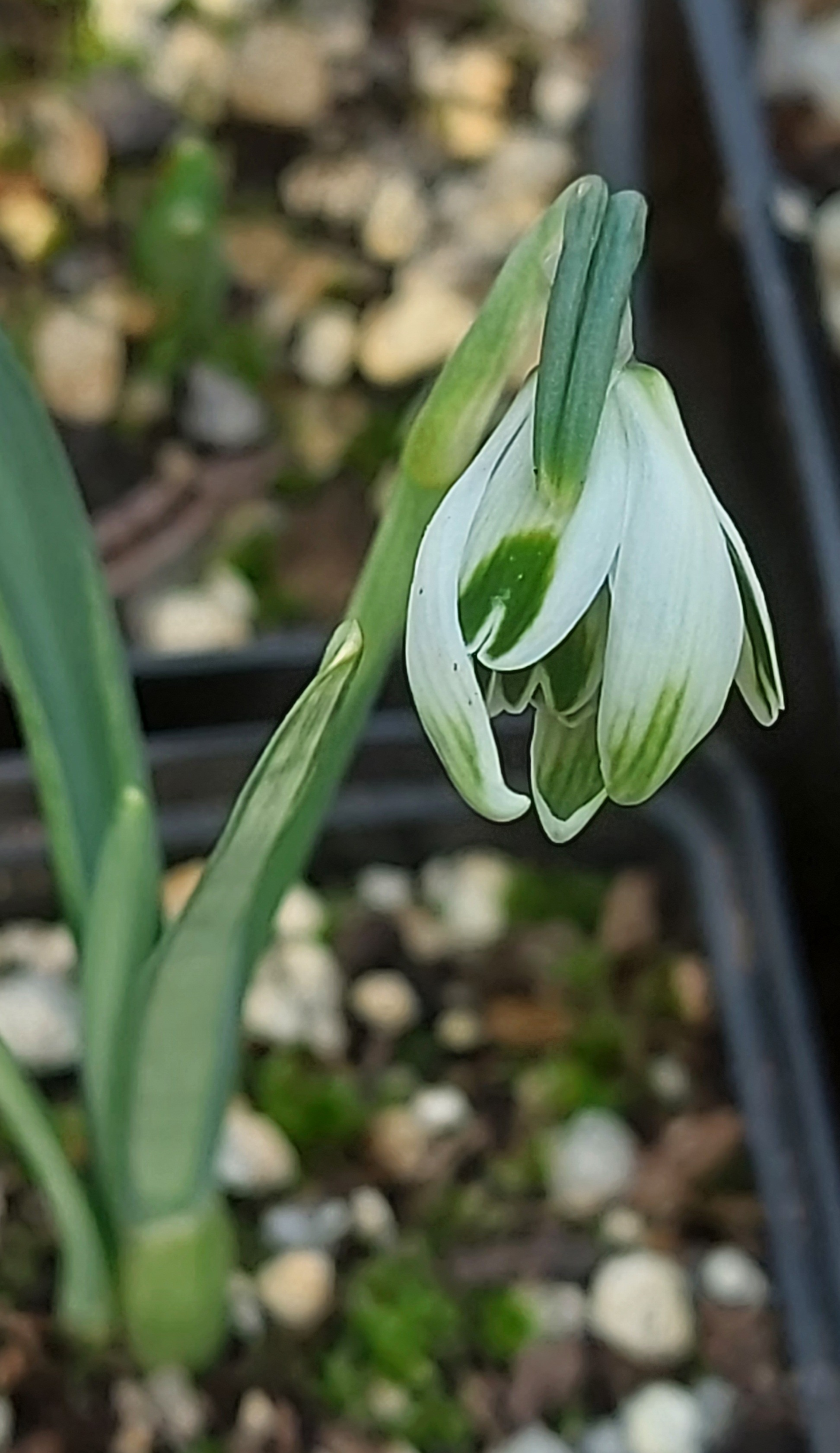 Galanthus Blewbury Tart