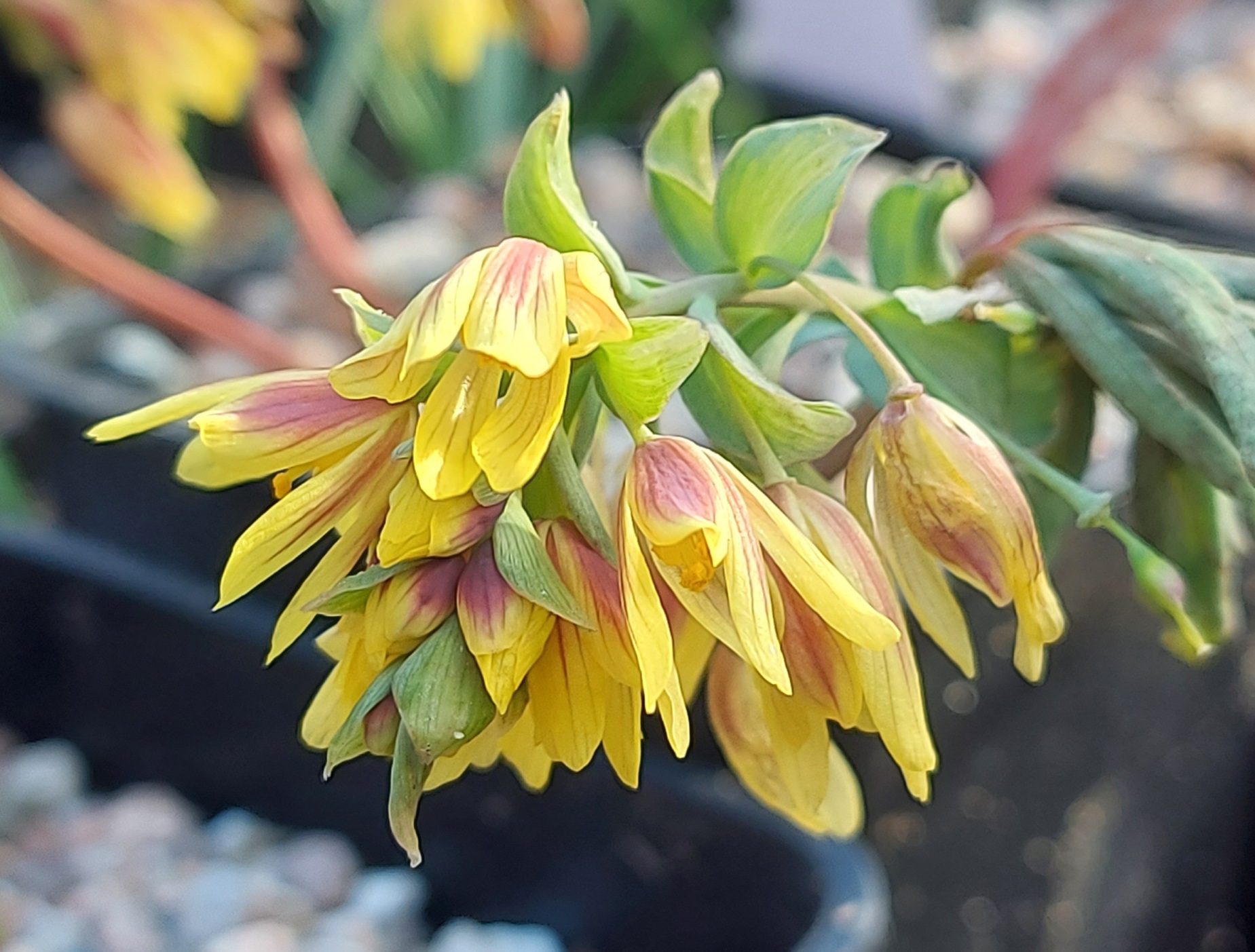 Gymnospermium albertii