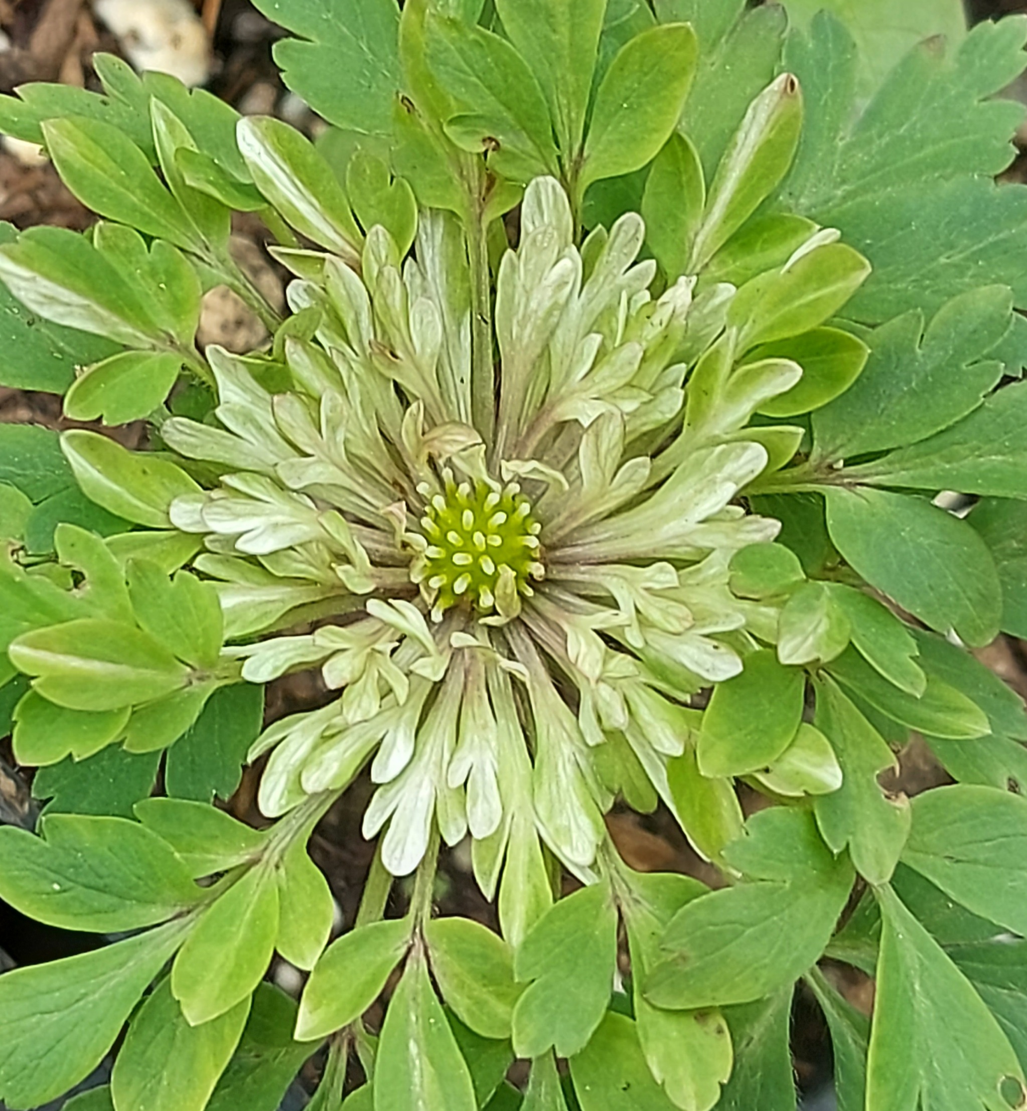 Anemone nemorosa Monstrosa