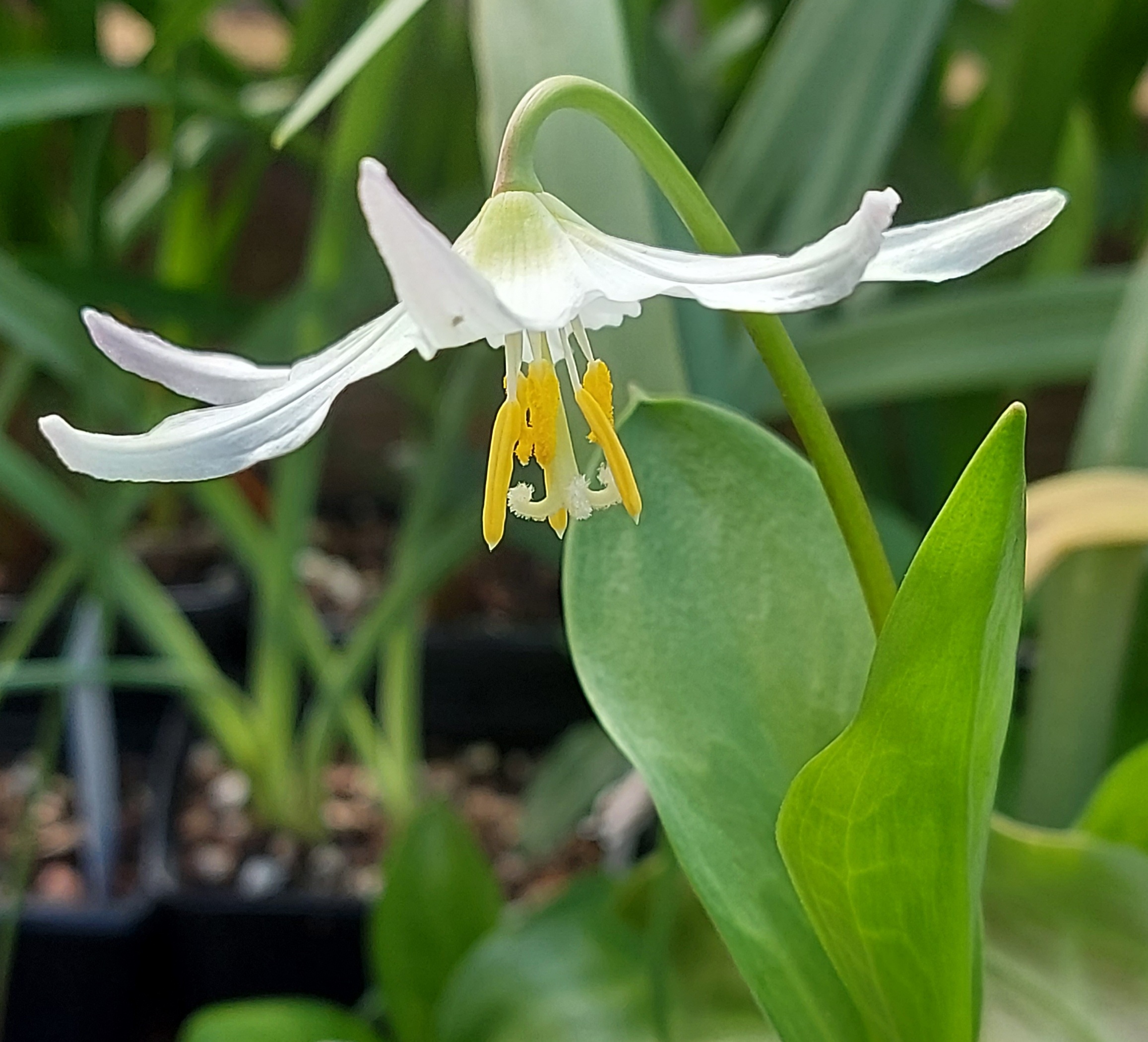 Erythronium elegans