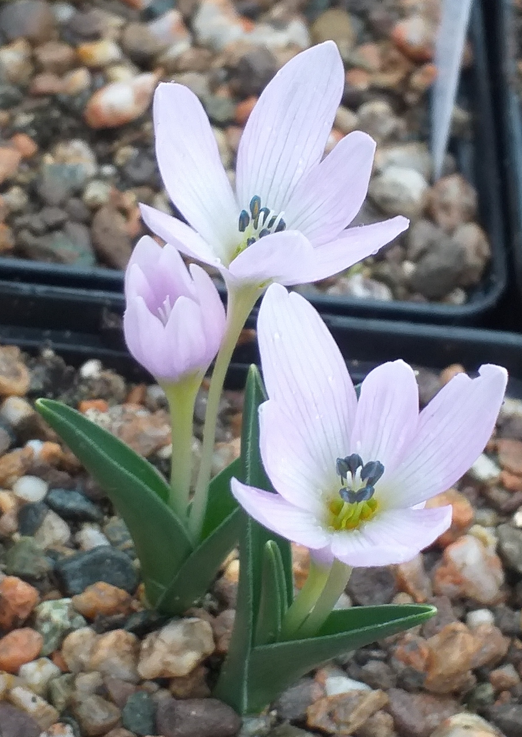 Colchicum doerfleri Sakkura