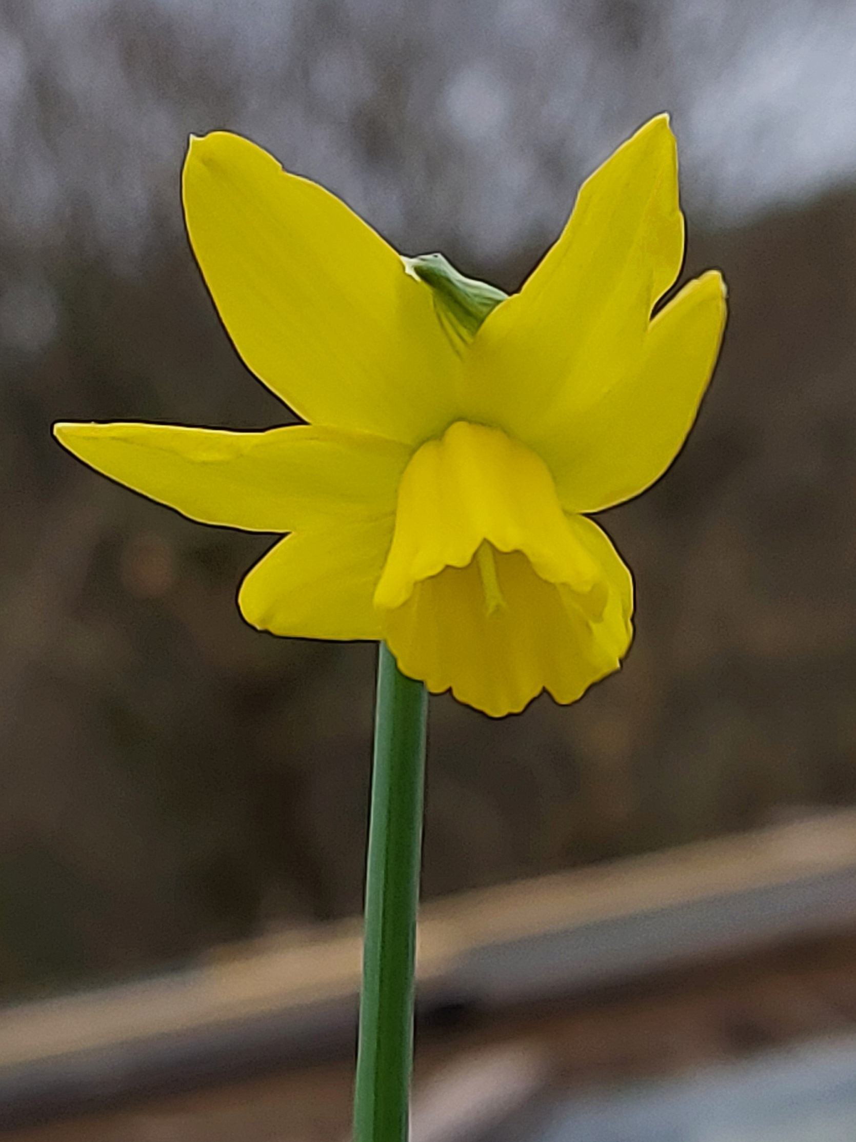 Narcissus Fresh Breeze
